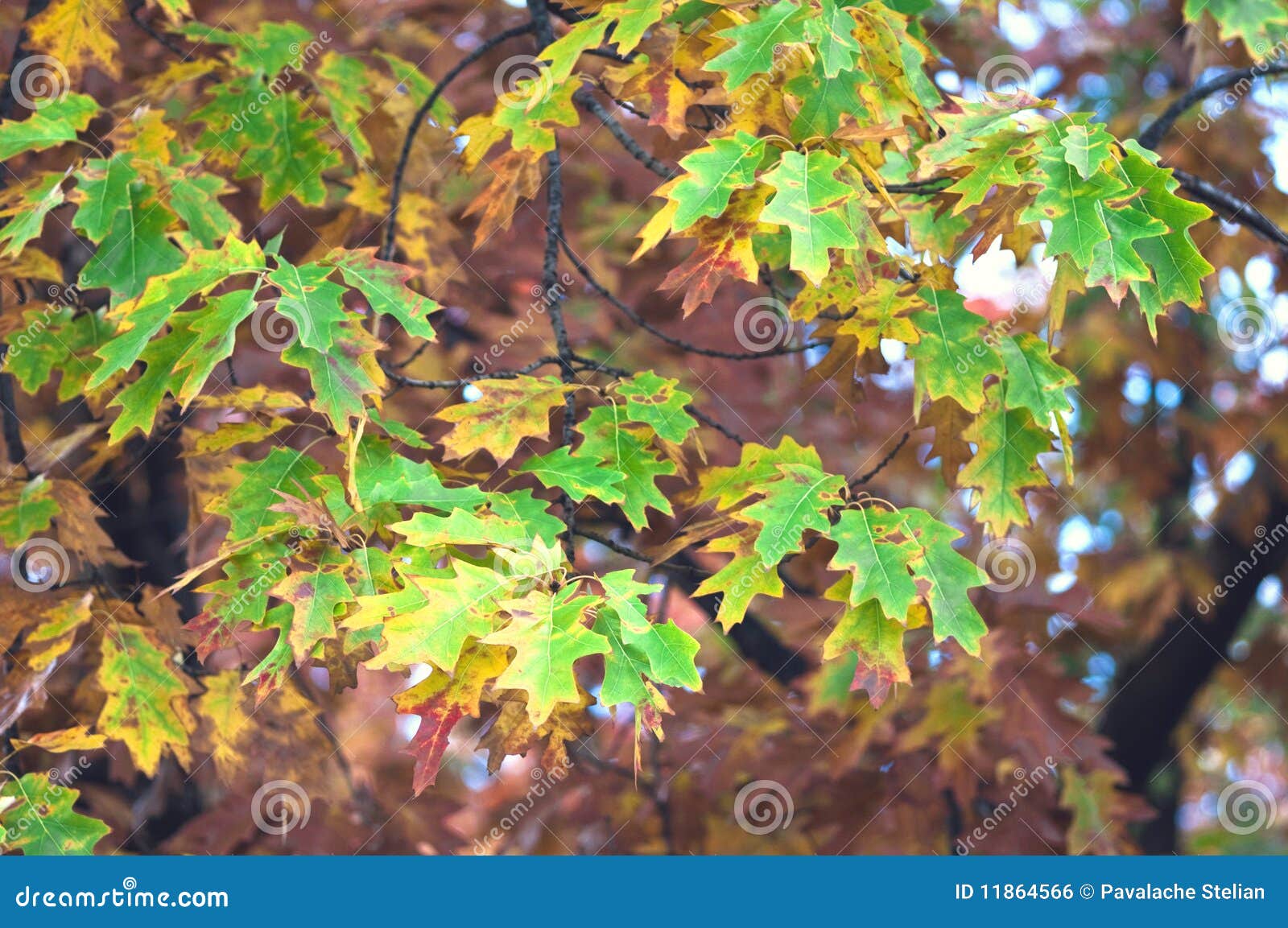 Green leaves on tree stock photo. Image of branched, trees 11864566
