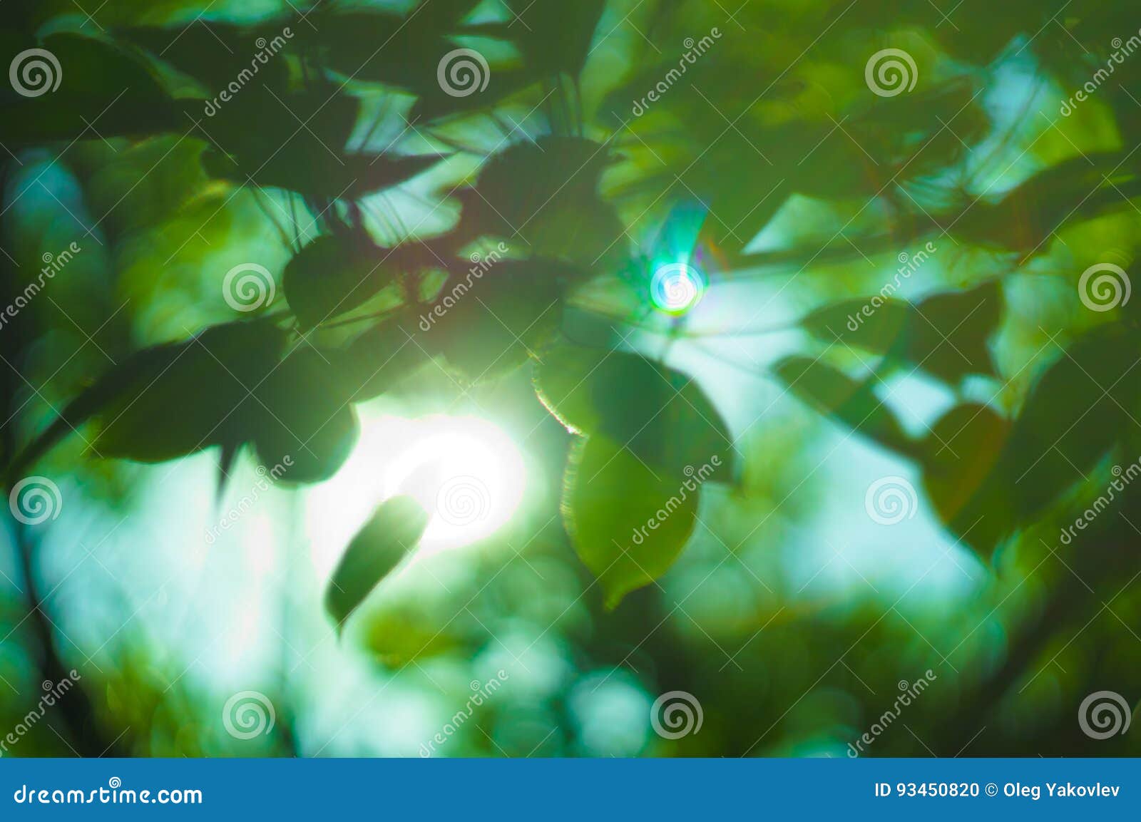 Green Leaves of Tree with Sun Rays Stock Photo - Image of park, beam ...
