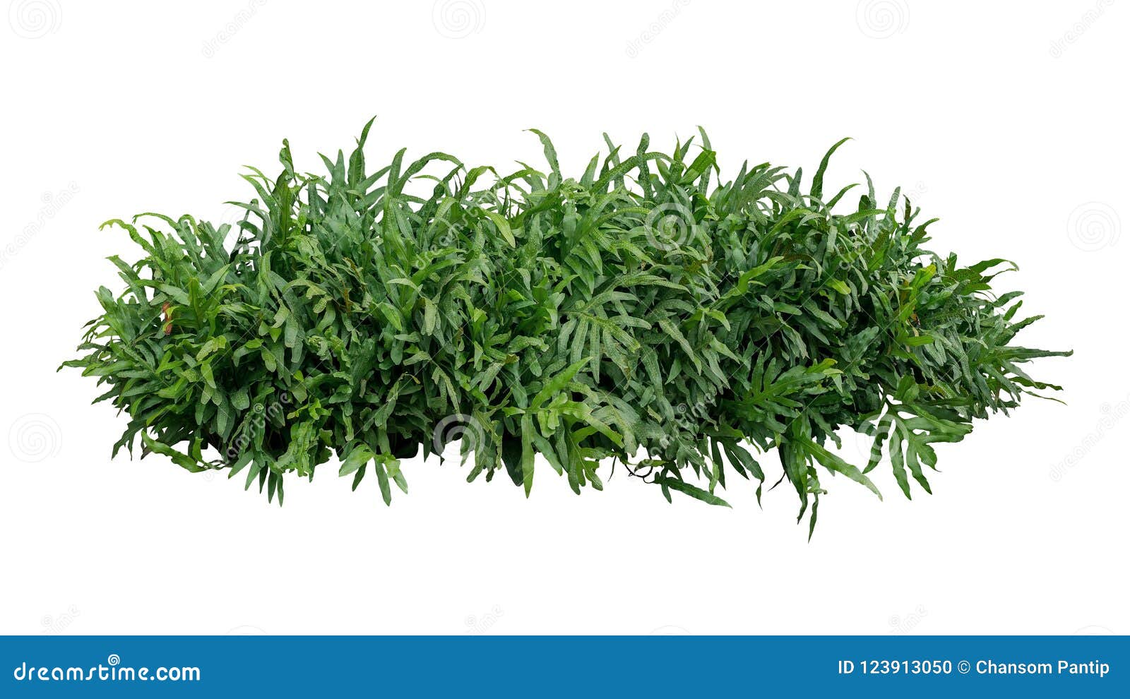 green leaves tropical foliage plant bush of wart fern or monarch