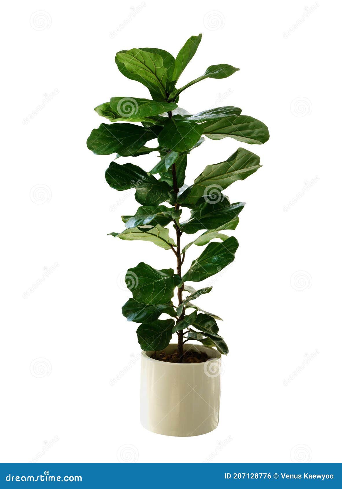 green leaves tropical houseplant fiddle-leaf fig tree ficus lyrata in small ceramic pot, ornamental tree  on white