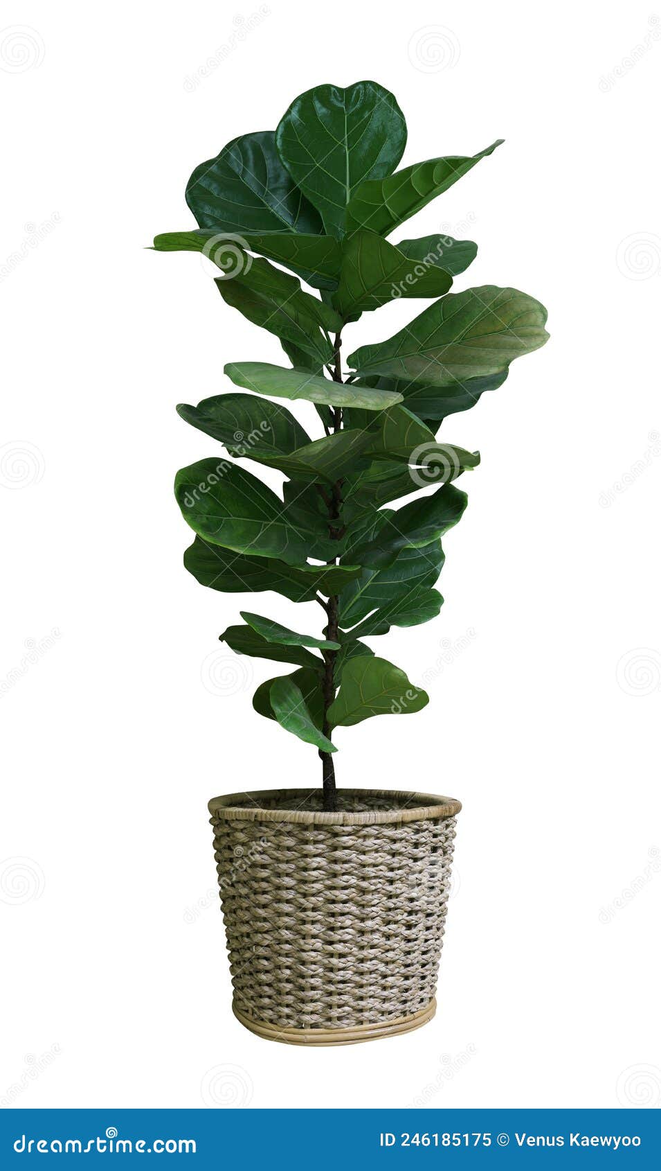 green leaves tropical houseplant fiddle-leaf fig tree ficus lyrata in small ceramic pot, ornamental tree  on white