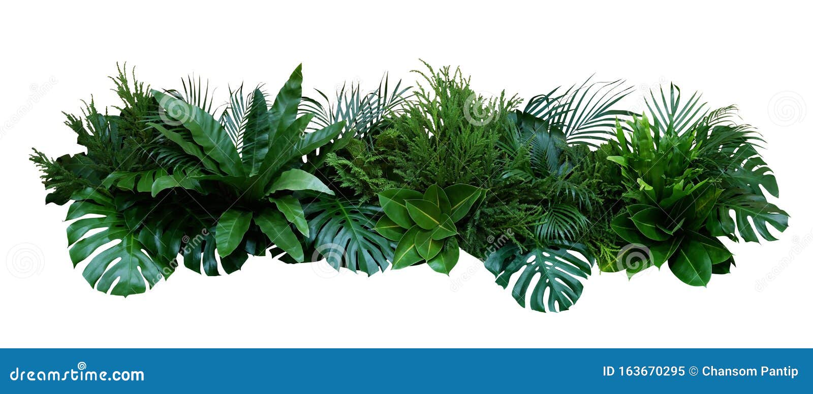 green leaves of tropical plants bush monstera, palm, fern, rubber plant, pine, birds nest fern floral arrangement indoors garden
