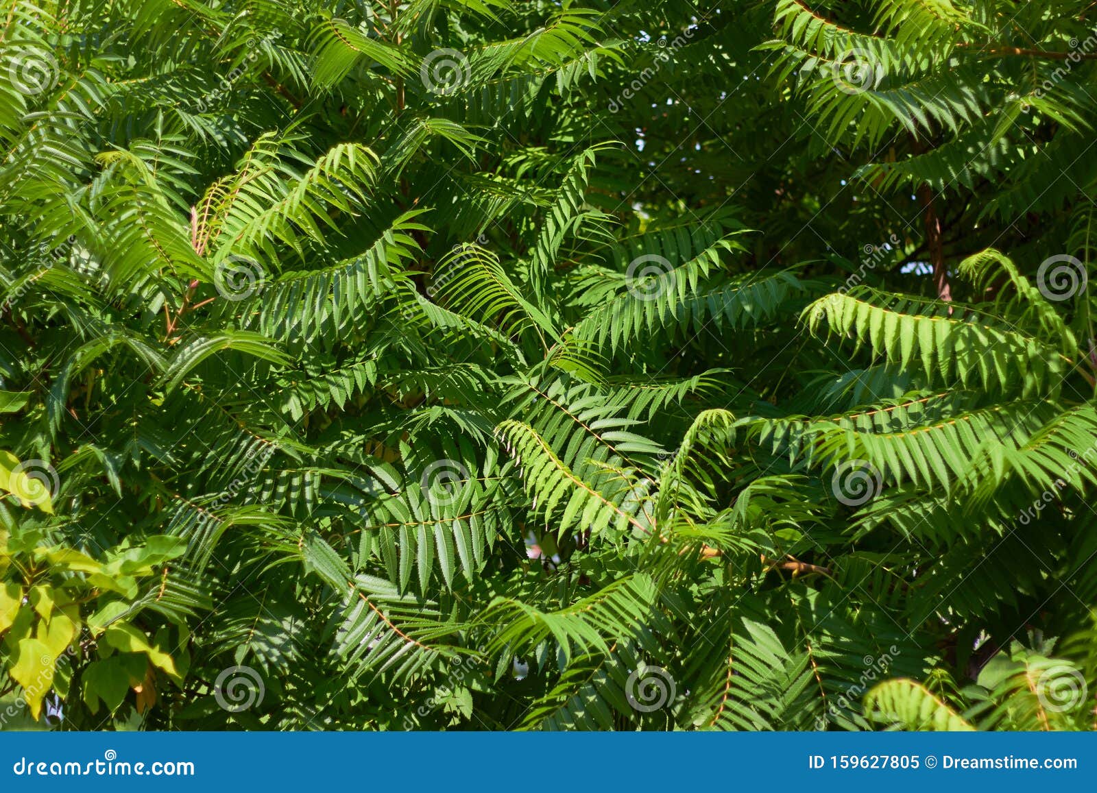Green Leaves of Vinegar Tree. Green Natural Background Stock Image