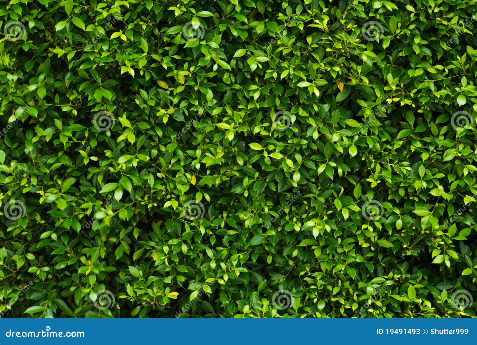 Green leaves wall stock image. Image of abstract, floor 19491493