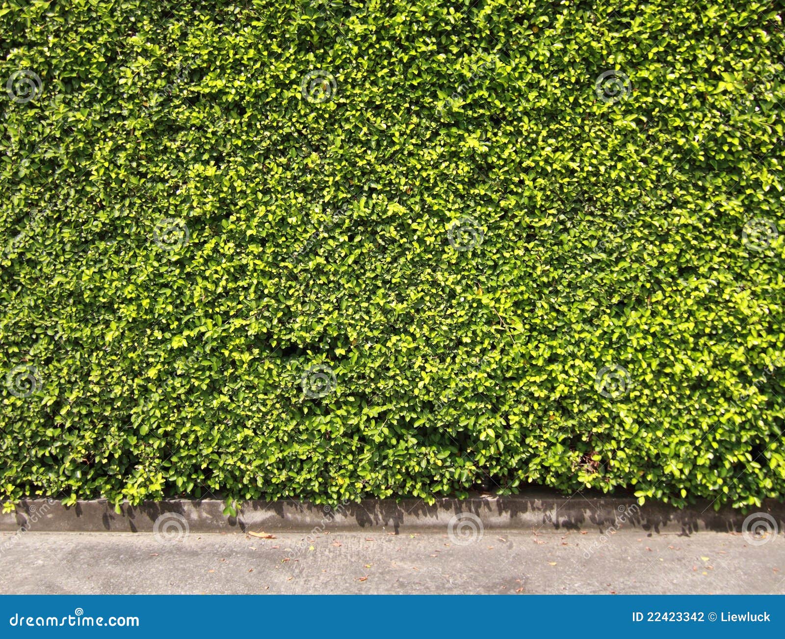 Green leaves wall stock photo. Image of ecological, meadow 22423342
