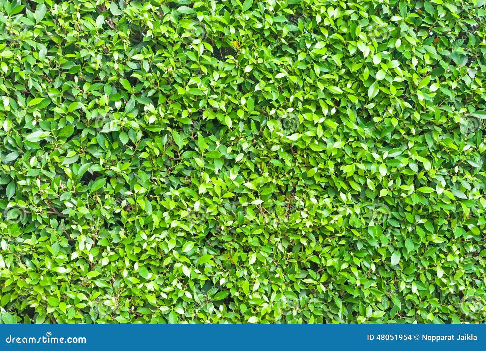 Green Leaves Wall Background Texture Stock Photo Image of leaf, light 48051954