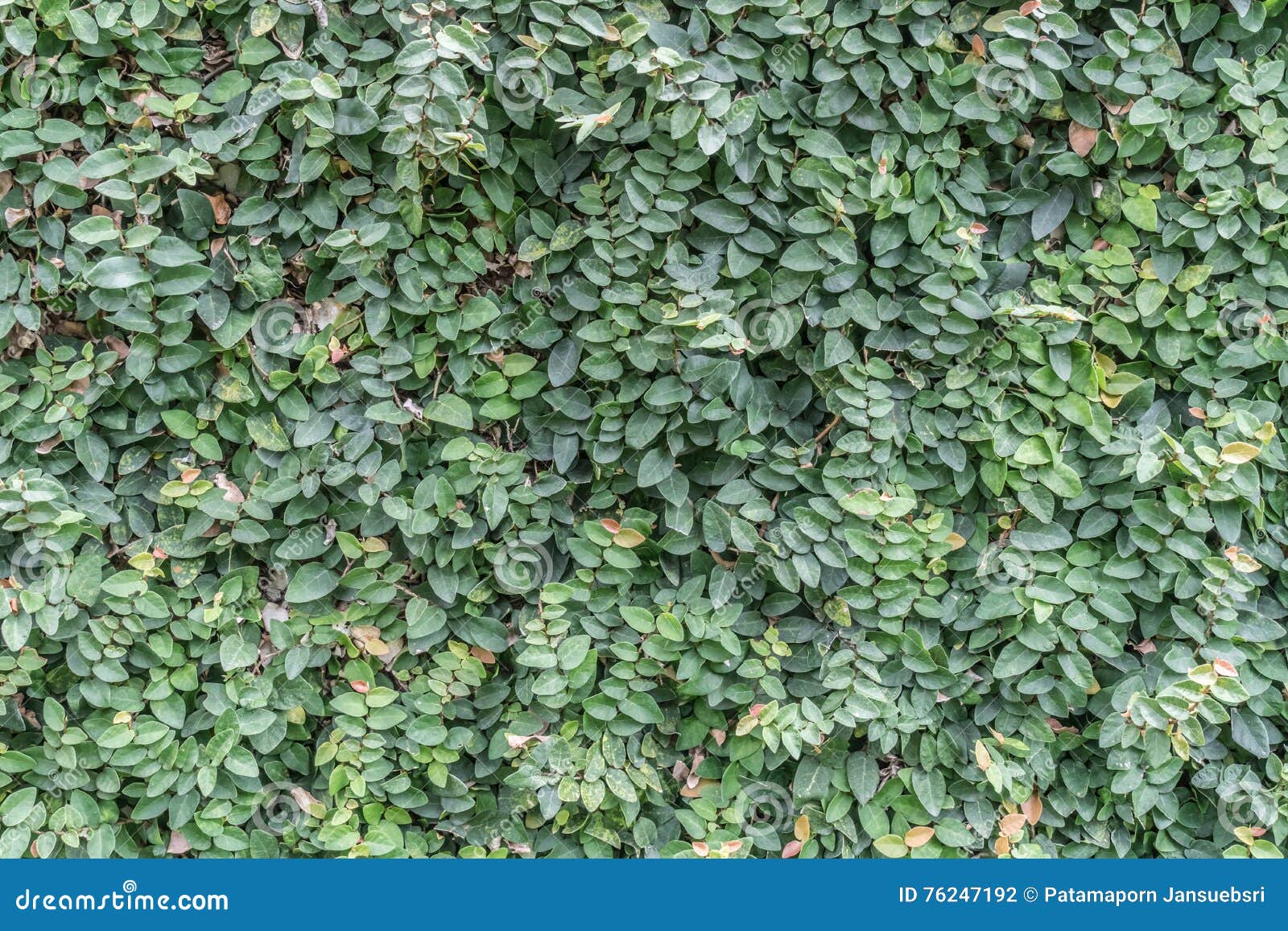 Green leaves wall stock photo. Image of flora, grow, garden 76247192