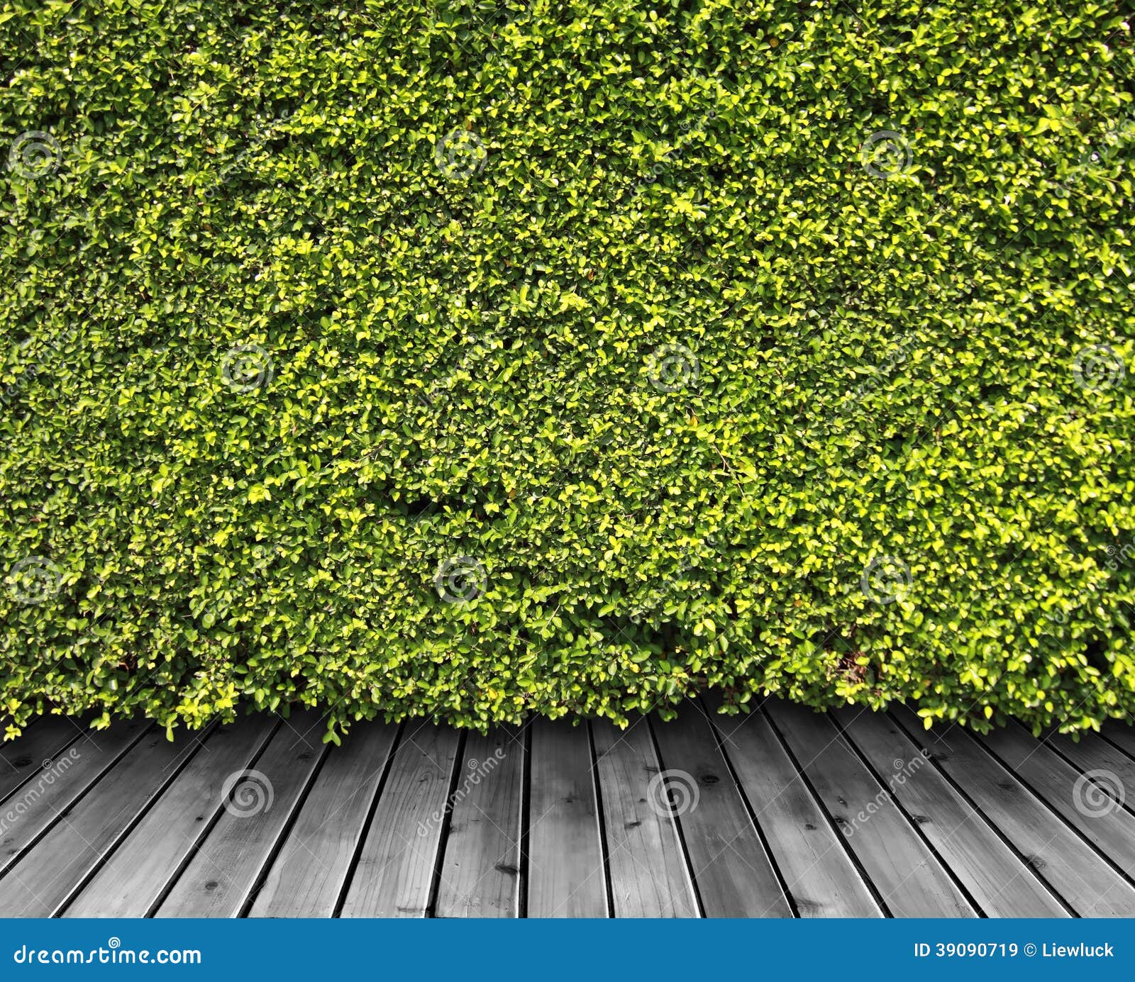 Green leaves wall stock image. Image of green, environment 39090719
