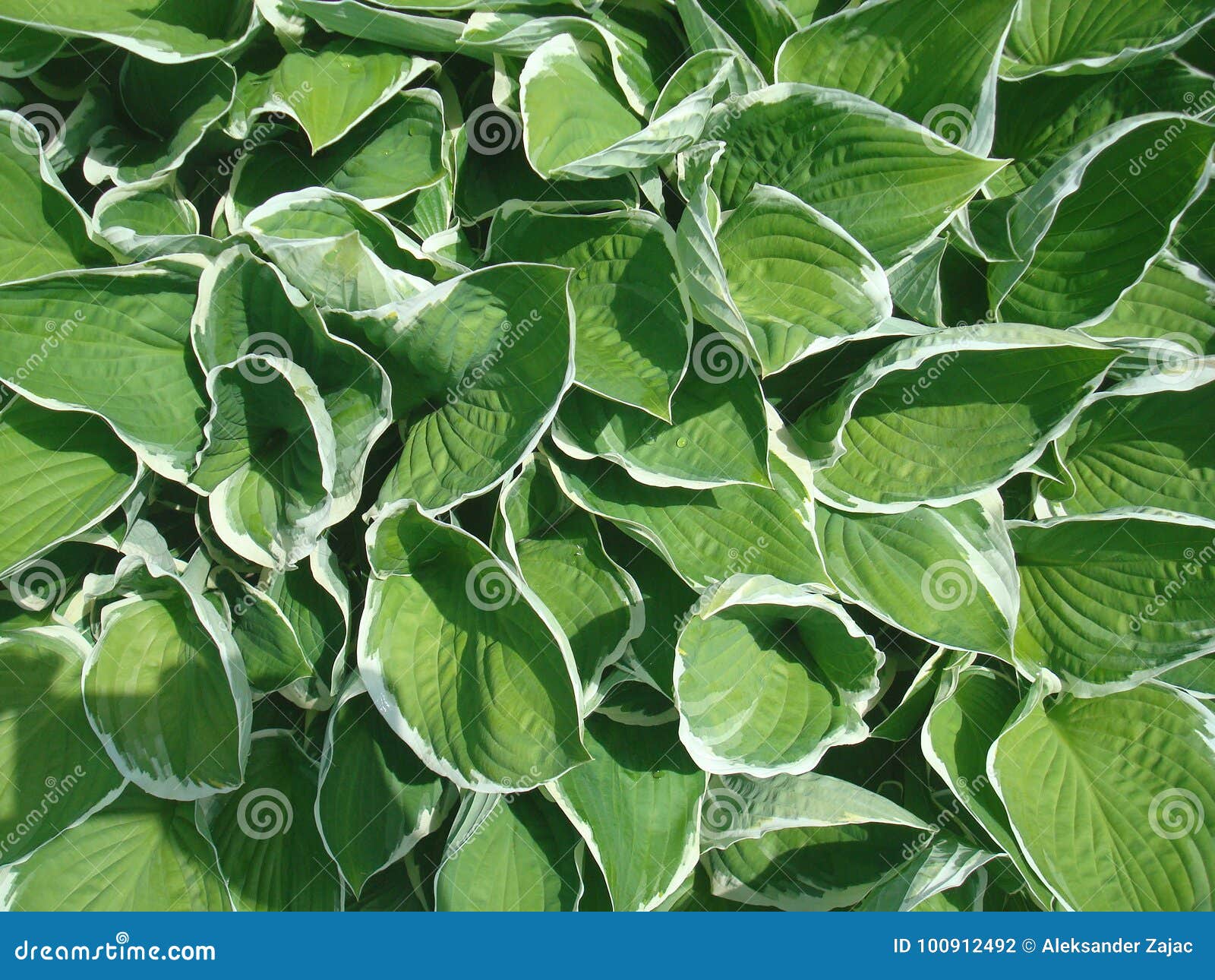 Green leaves wallpaper 04 stock photo. Image of garden - 100912492