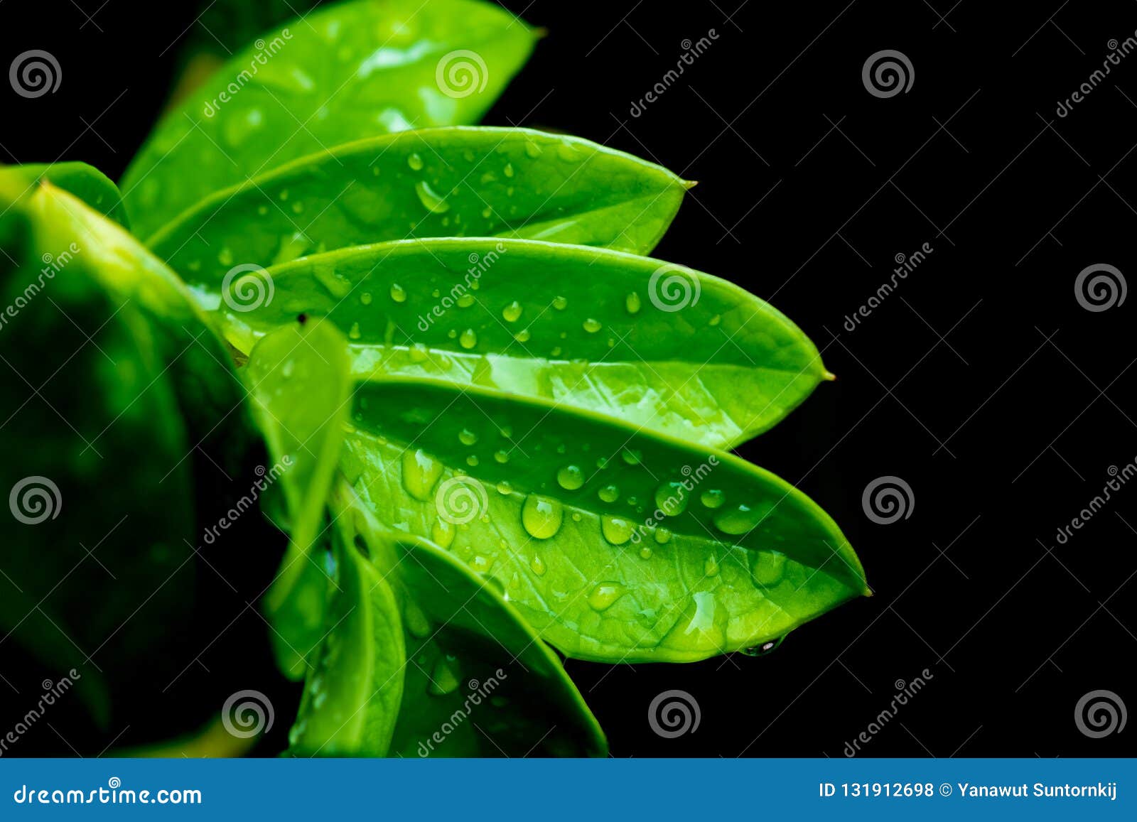 Green Leaves with Water Drop on Black Background Stock Photo Image of