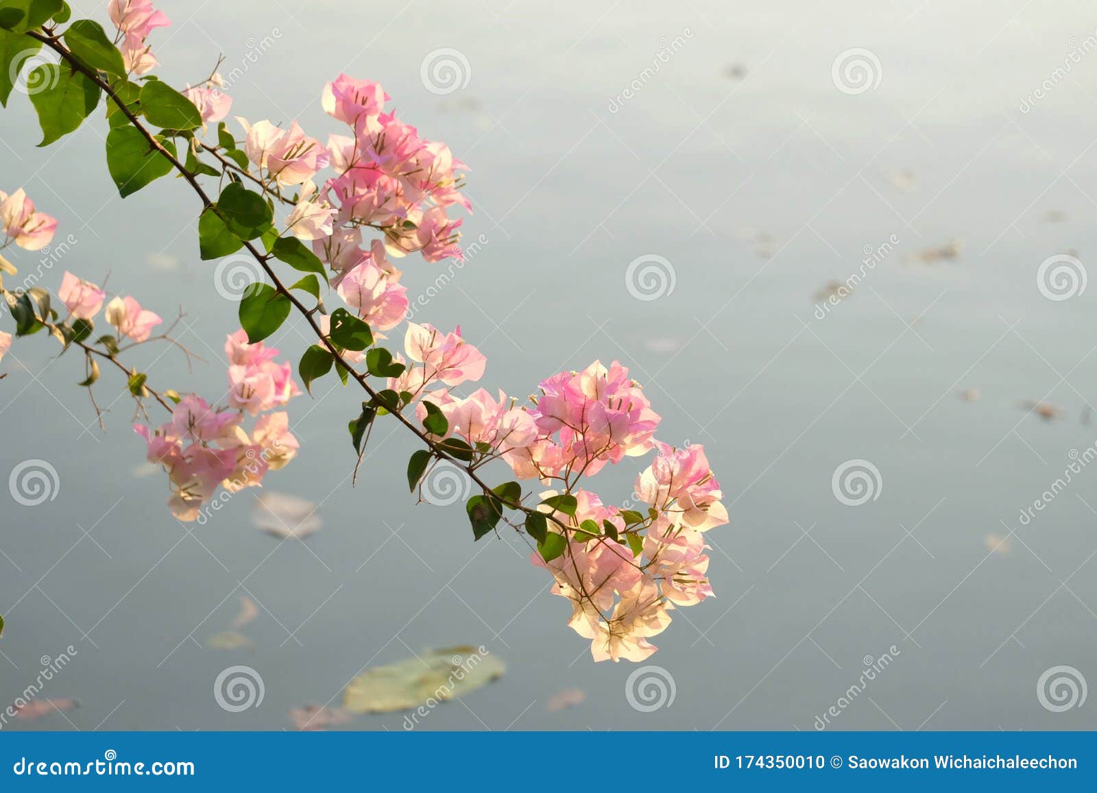 A Bouquet of Sweet Pink Bougainvillea Flower Blossom Stock Photo ...