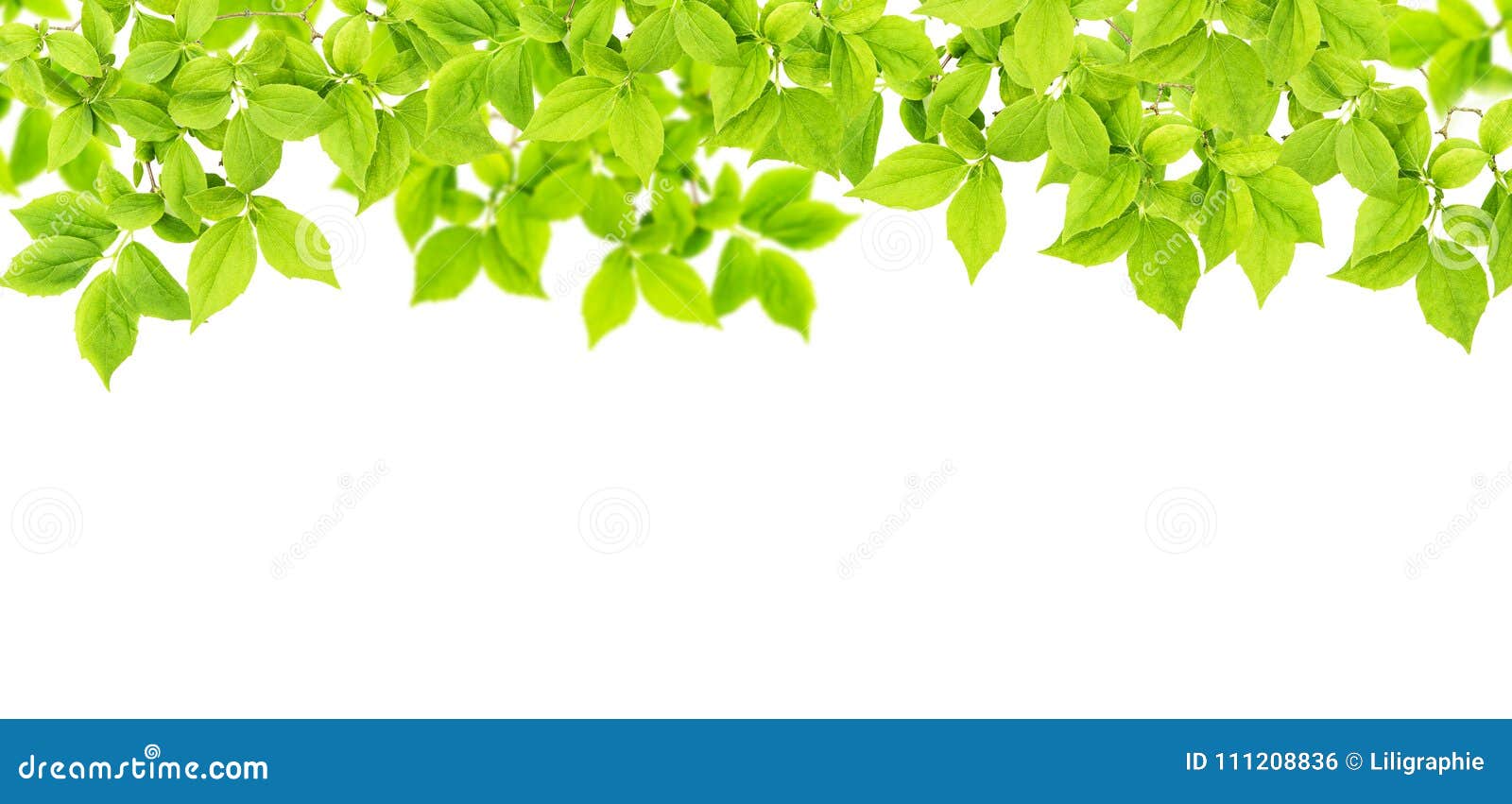  Green  Leaves  White Background Floral Banner  Stock Photo 