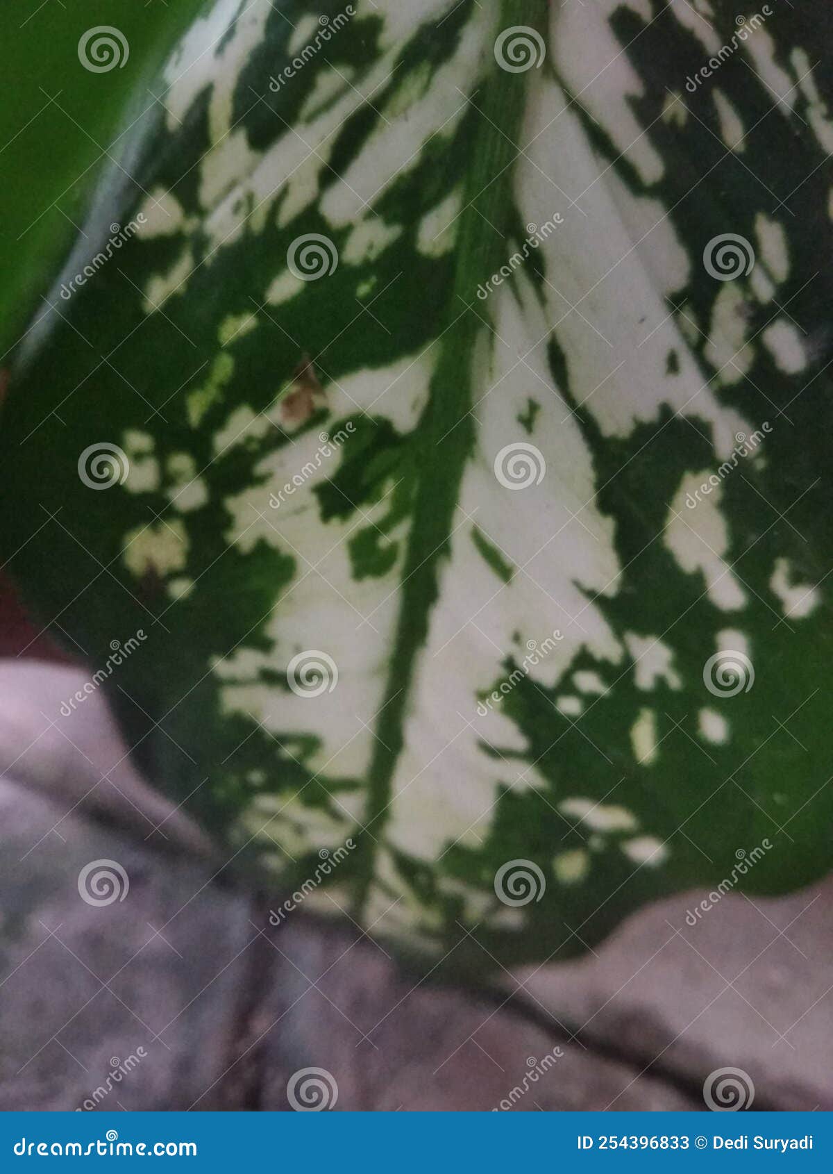 Green Leaves with White Spots Stock Image Image of grass, sunlight
