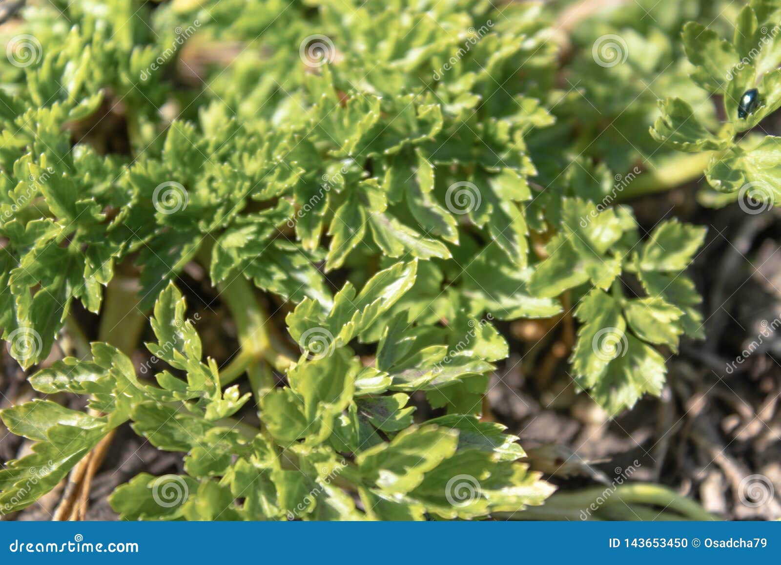 Green Leaves of Young Parsley in Spring. Background with Parsley Leaves