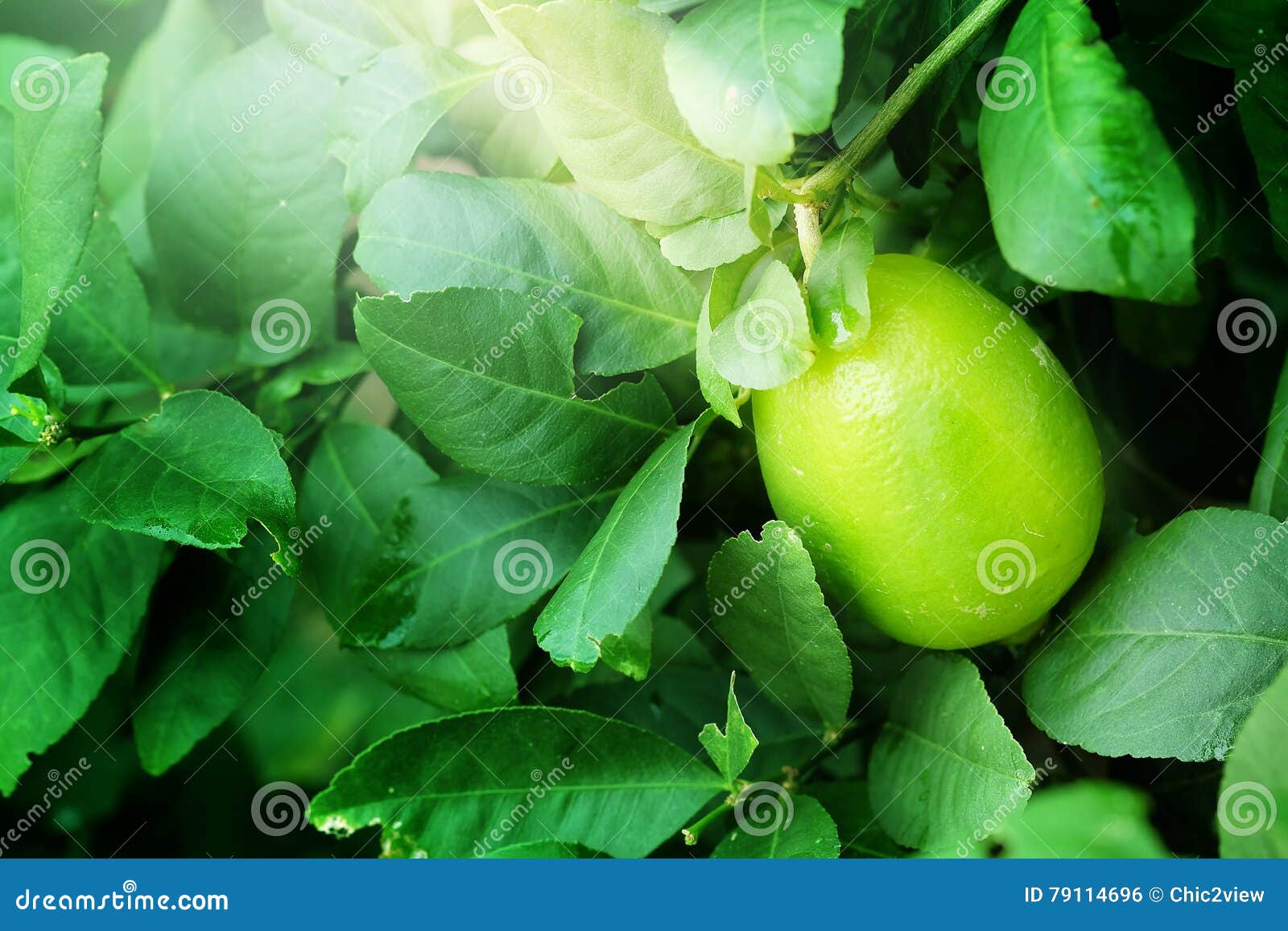 Green Lemon on Lemon Tree Green Stock Photo Image of husbandry