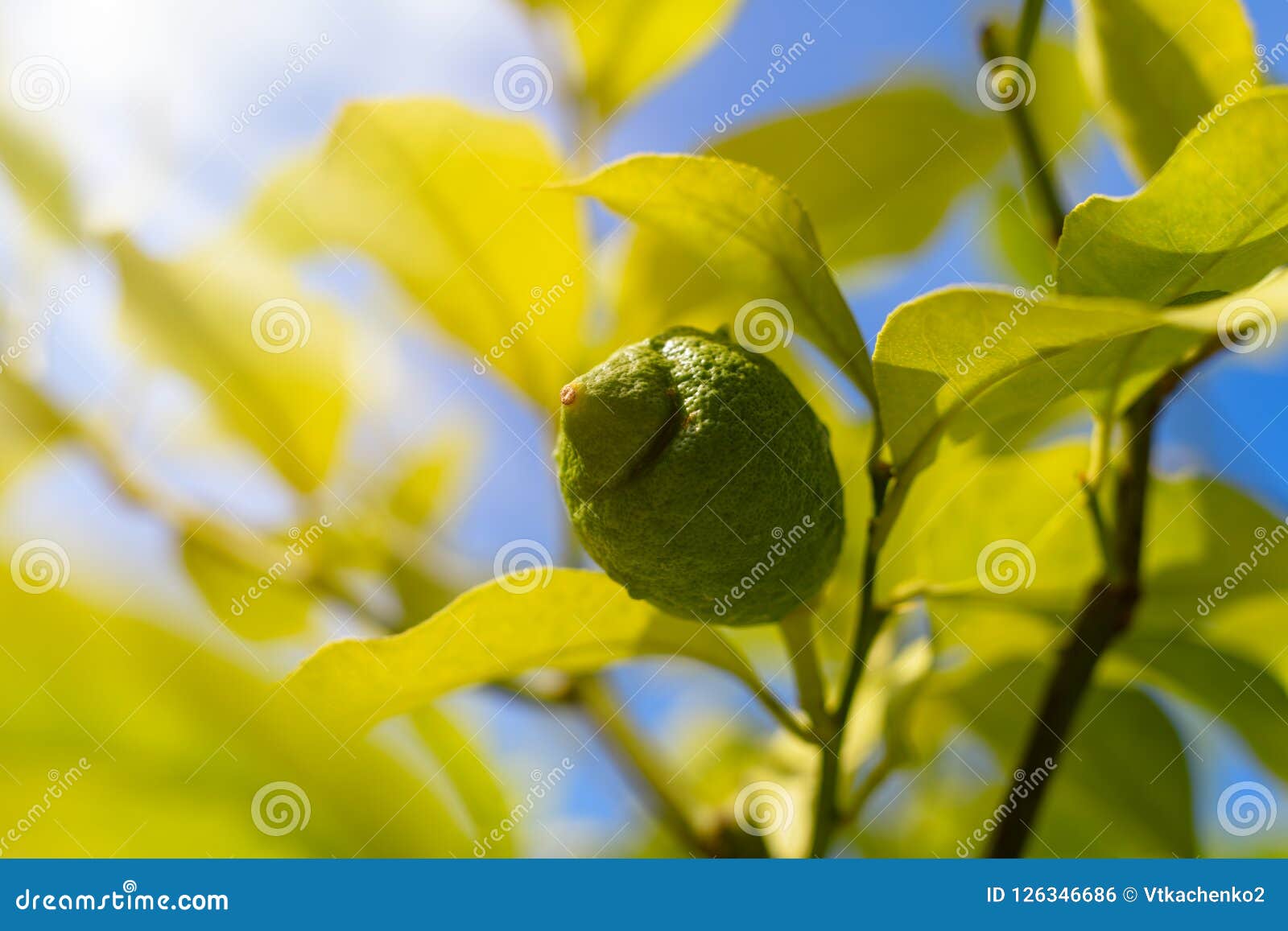 Green Lemon on Tree stock photo. Image of fruit, background 126346686