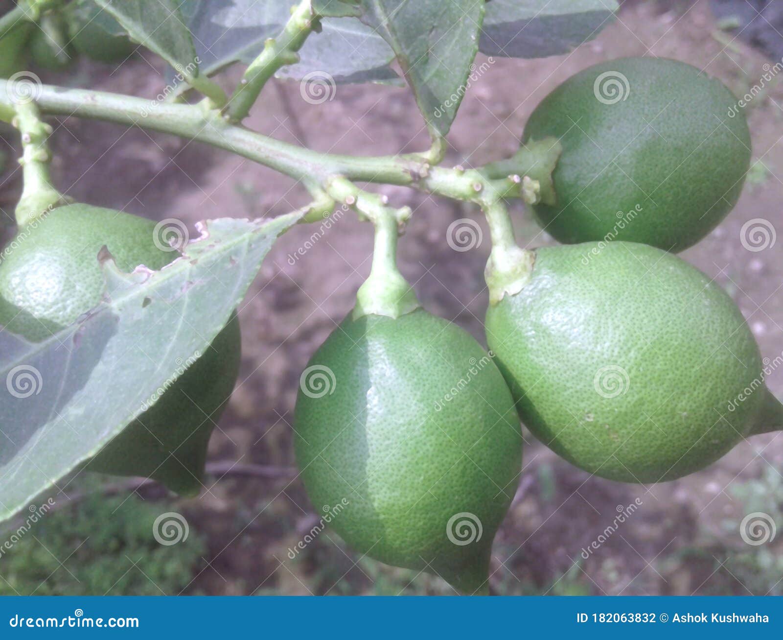 three green lemons fruits with green branch and leaves in the garden shots by camera in .