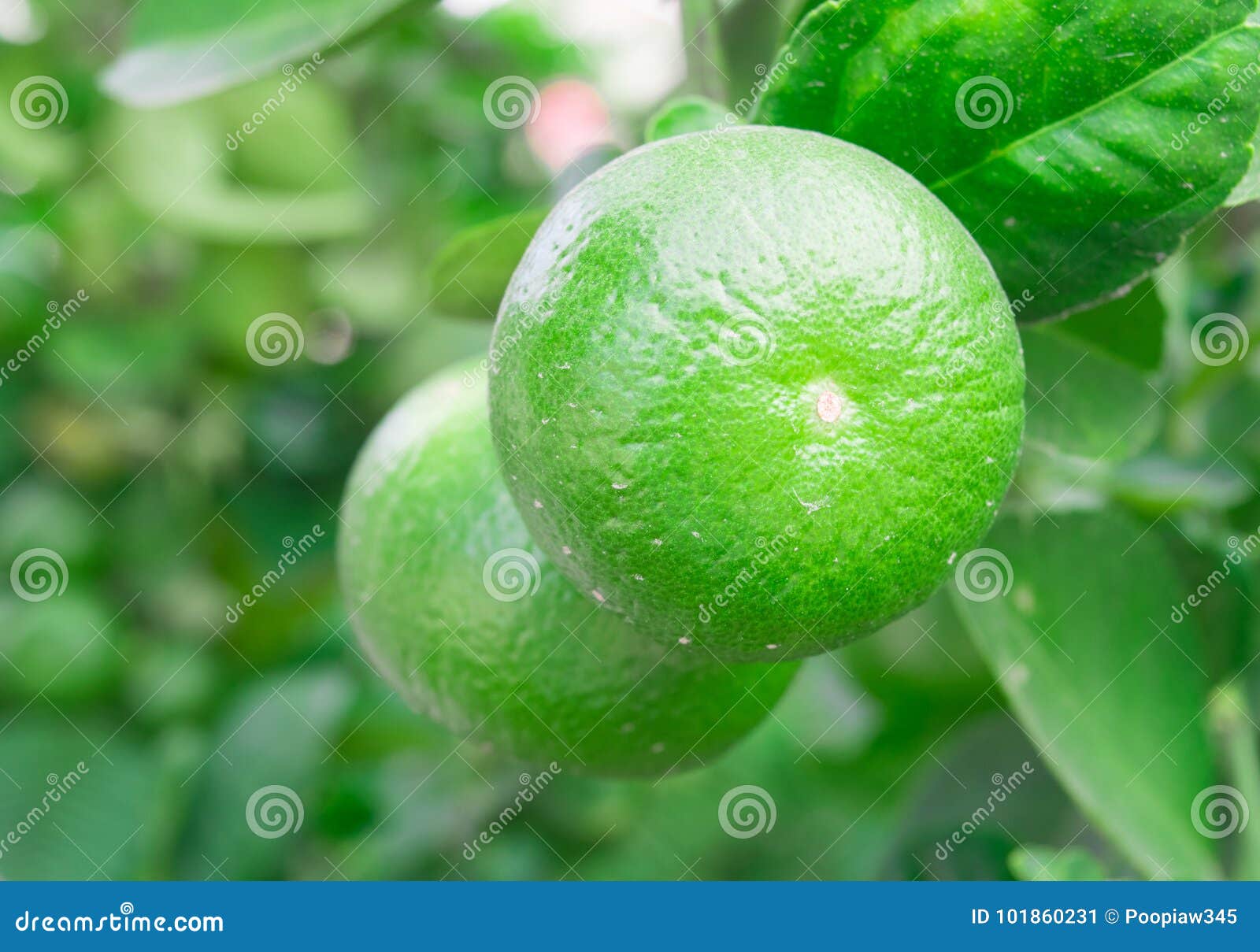 Green lemons on lemon tree stock image. Image of bright 101860231