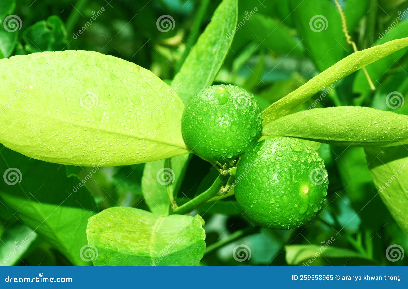 Green Lemons on the Tree Have Water Droplets. the Freshness of Nature Stock Image Image of