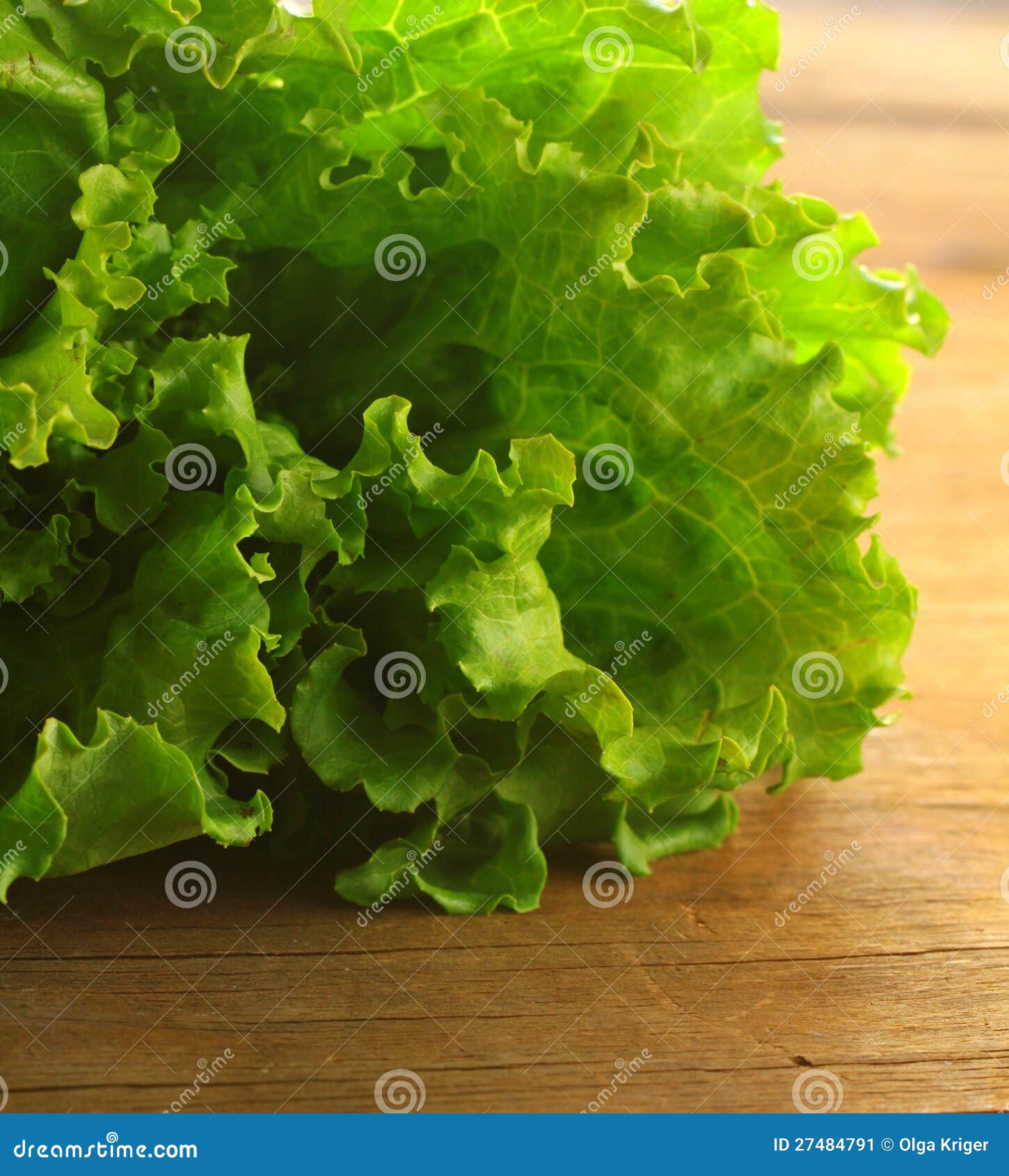 Green lettuce stock image. Image of leaf, organic, nutrient 27484791