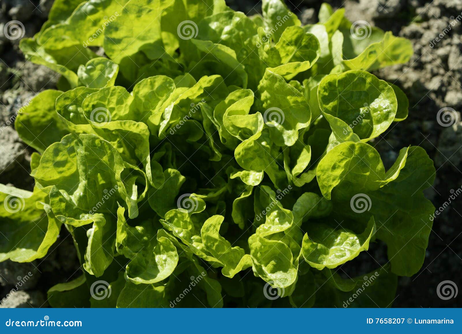 Green Lettuce Country in Spain Stock Image Image of grow, fresh 7658207