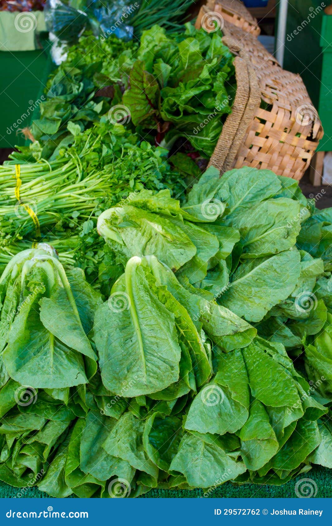 Green Lettuce Farmers Market Stock Photo Image of veggies, lettuce