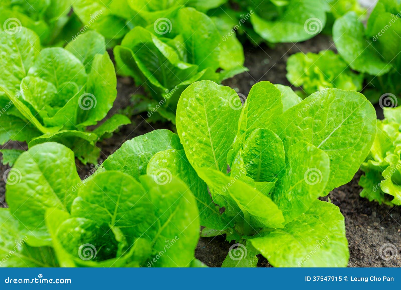 Green lettuce field stock image. Image of growth, garden 37547915