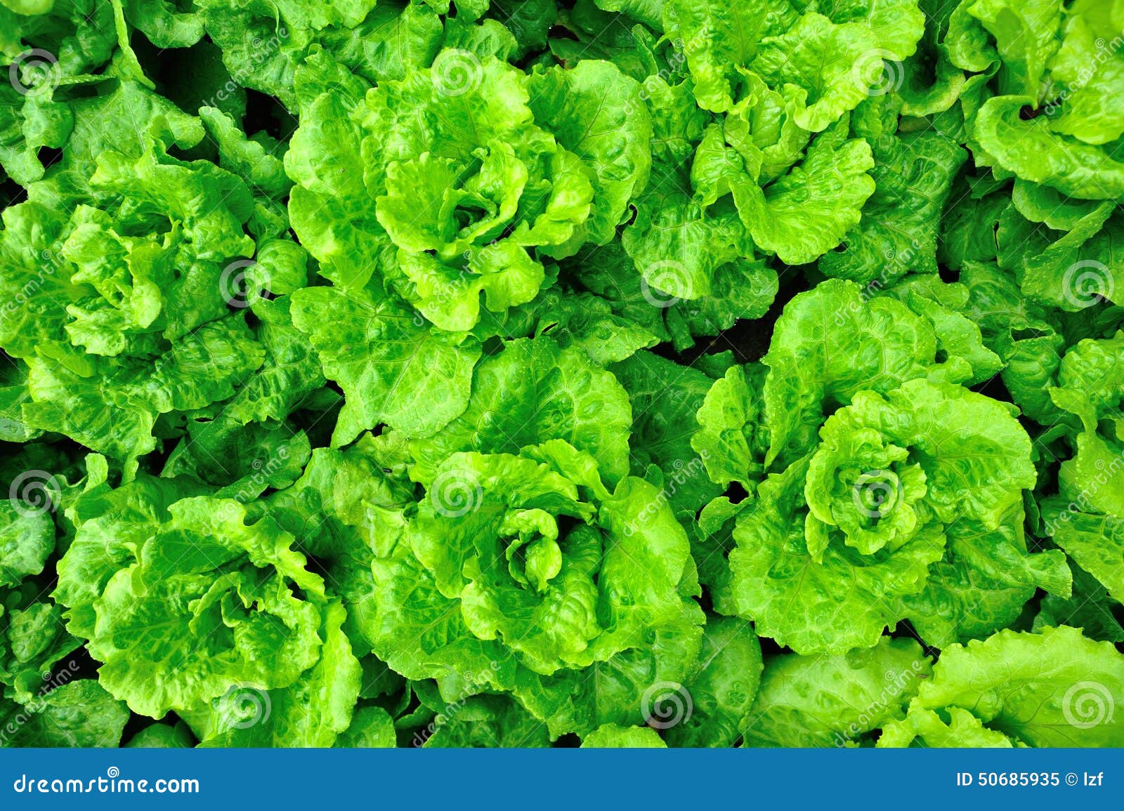 Green lettuce field stock image. Image of organic, leaf 50685935