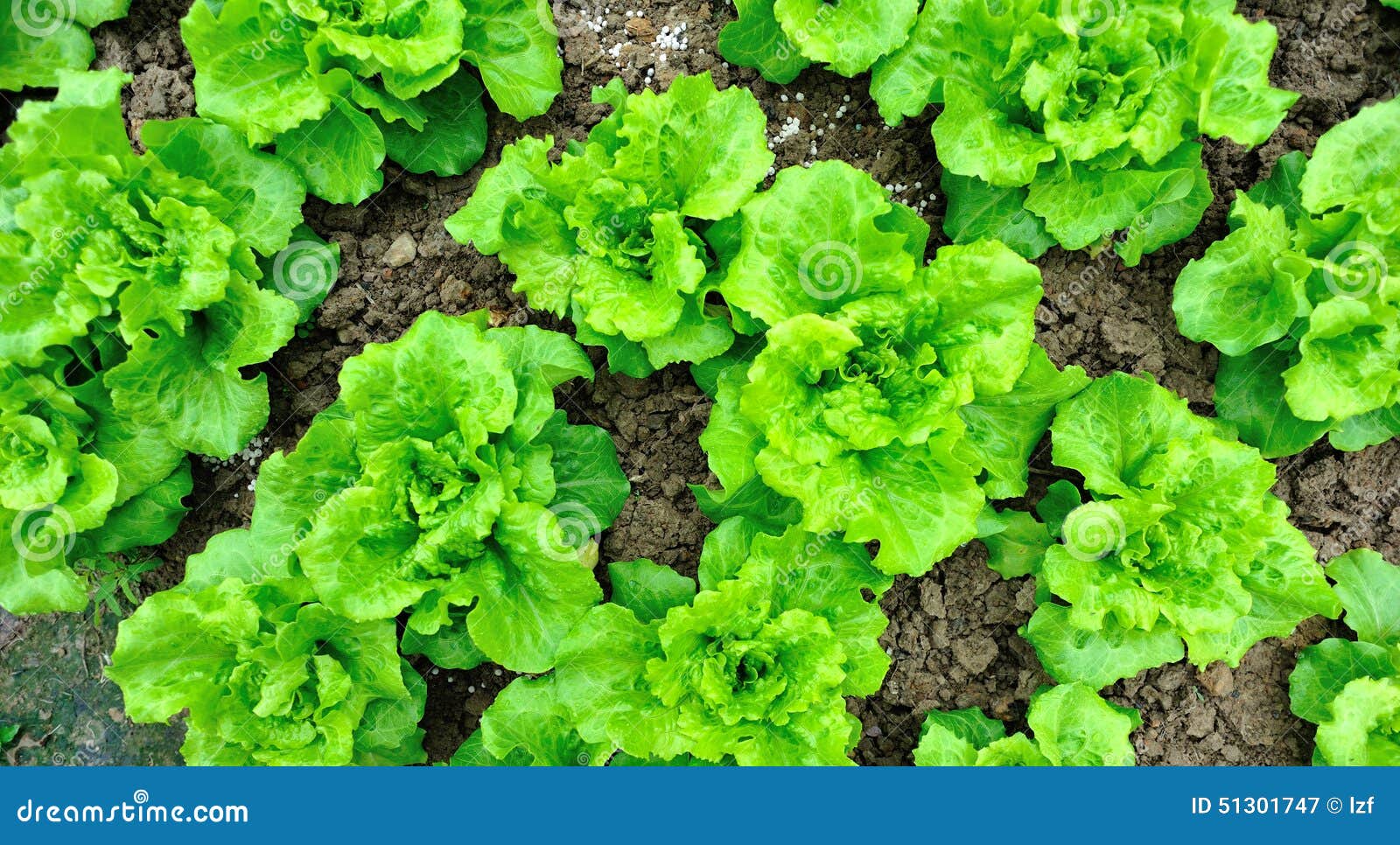 Green lettuce field stock image. Image of food, foliage 51301747