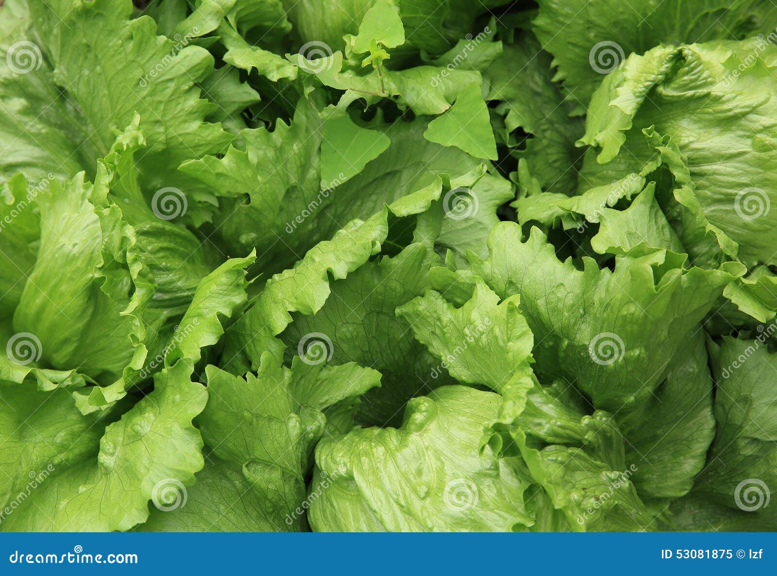 Green lettuce field stock image. Image of foliage, grow 53081875