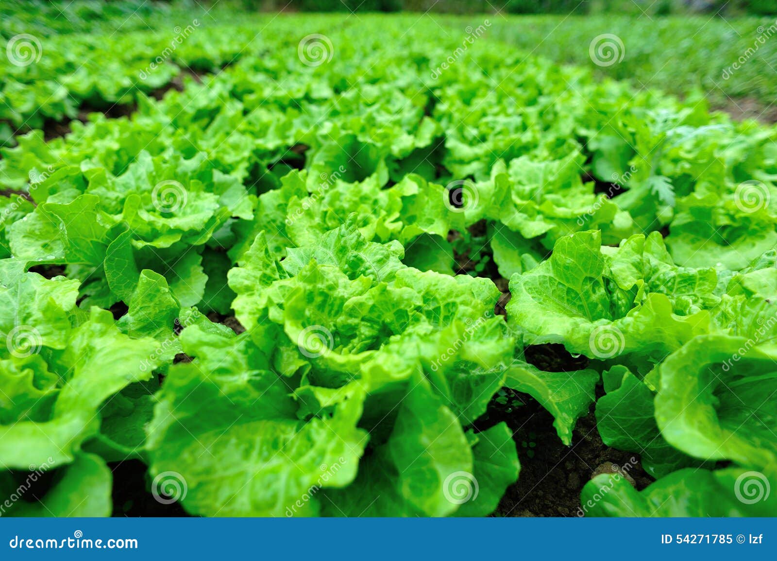 Green lettuce field stock image. Image of organic, lettuce 54271785