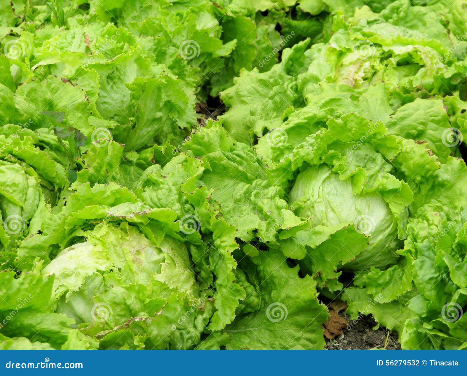 Green lettuce stock photo. Image of green, lettuce, ground 56279532