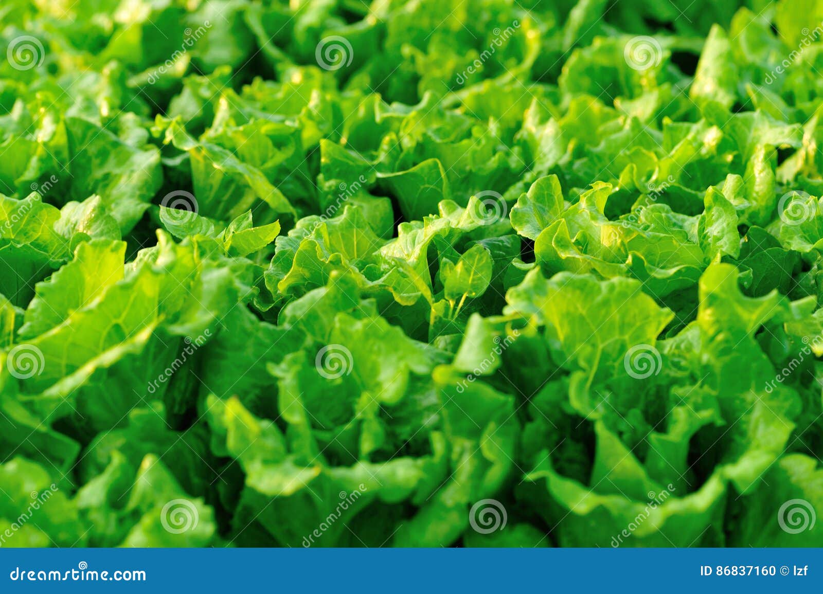 Green lettuce plants stock photo. Image of green, farm 86837160