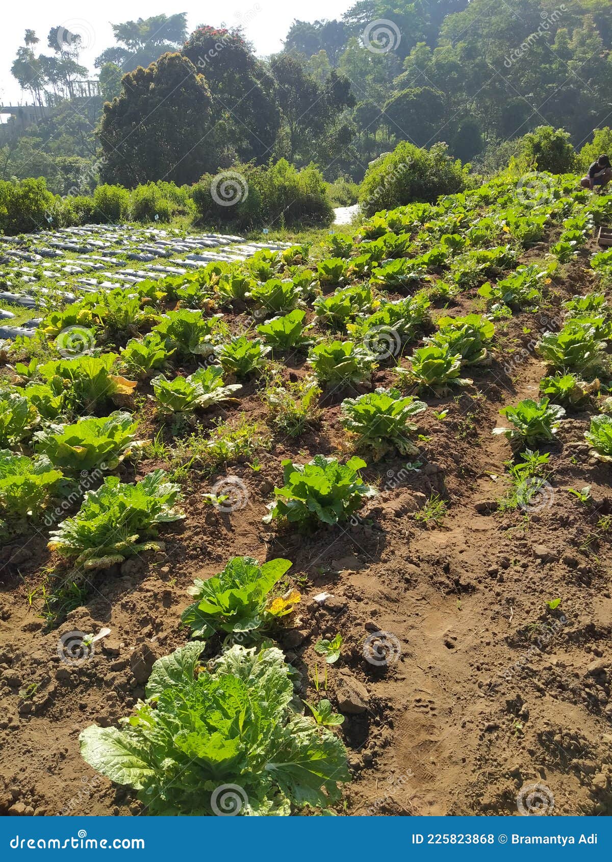 The Green Lettuce Vegetable Stock Photo Image of plant, lettuce