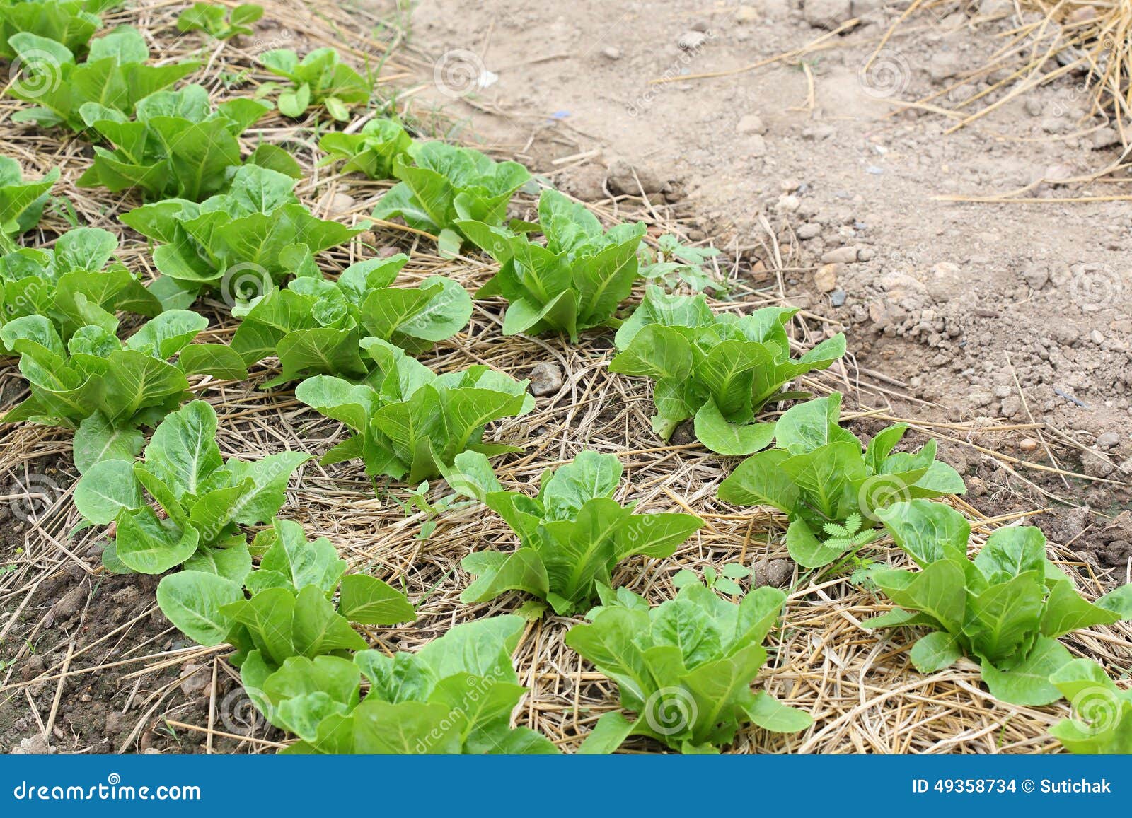 Green lettuce vegetable stock photo. Image of farm, harvest 49358734