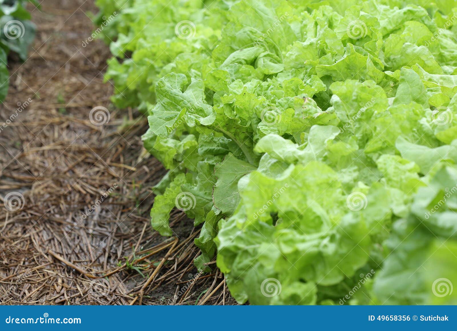 Green lettuce vegetable stock photo. Image of farm, garden 49658356