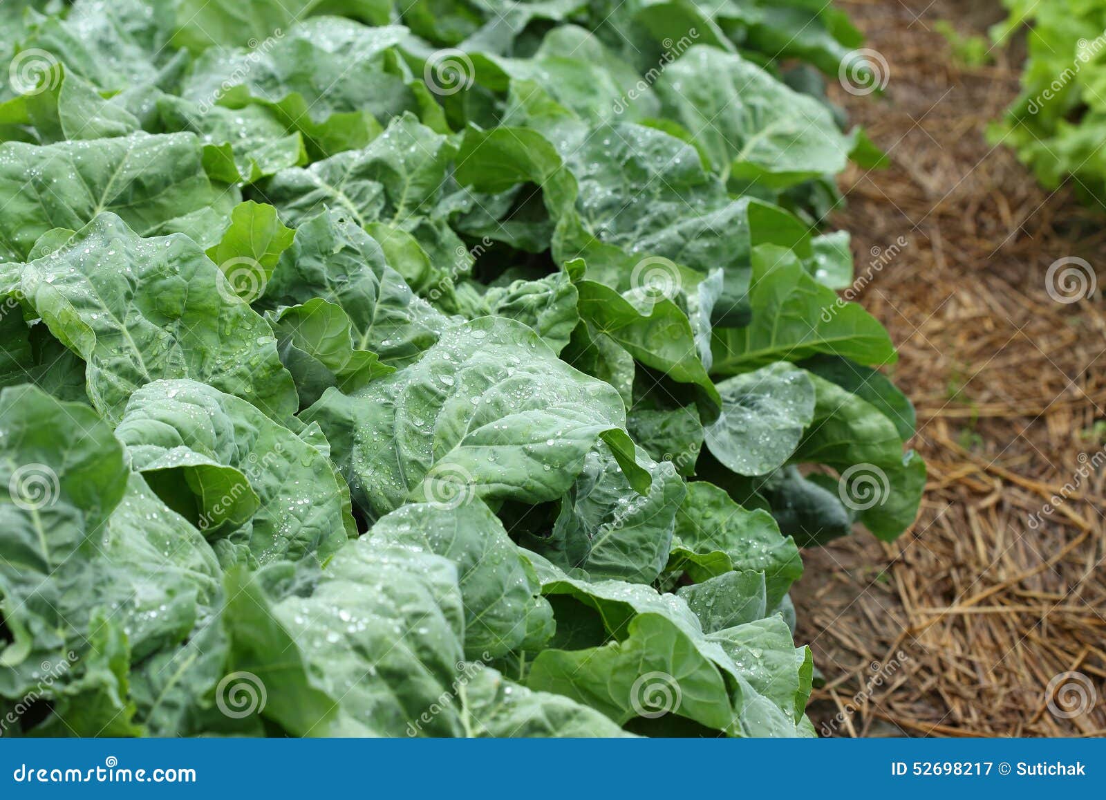 Green lettuce vegetable stock image. Image of natural 52698217