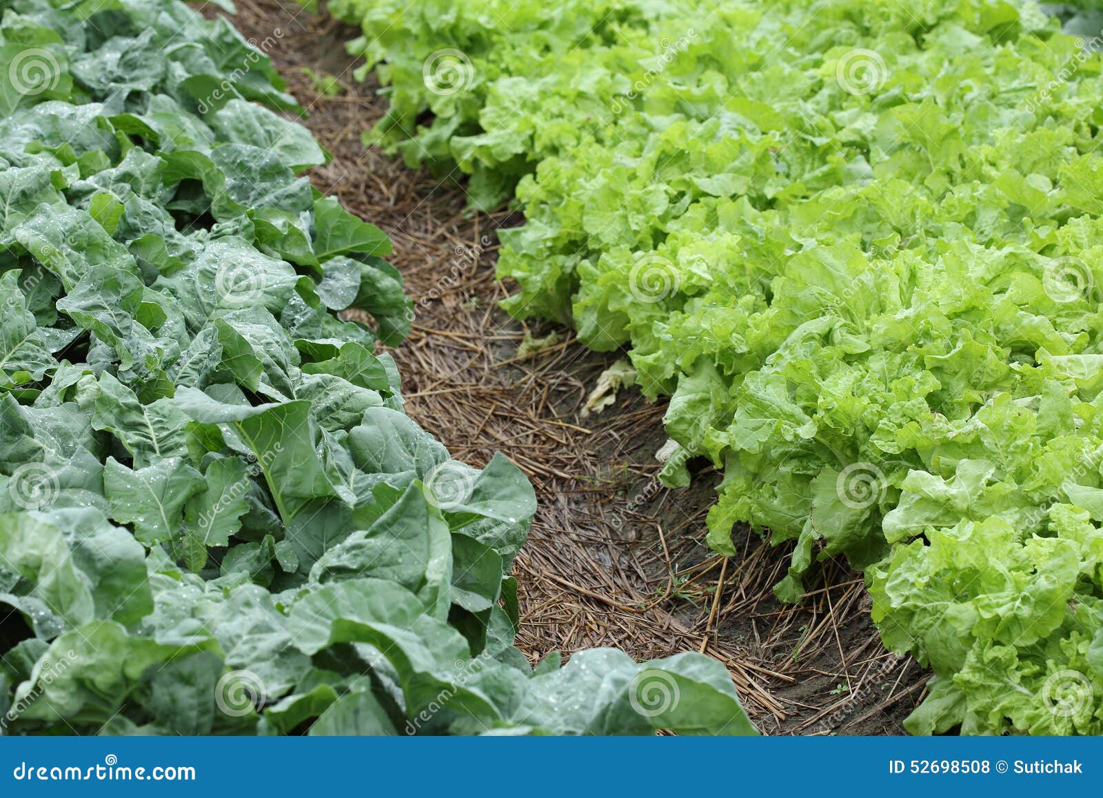 Green lettuce vegetable stock photo. Image of countryside 52698508