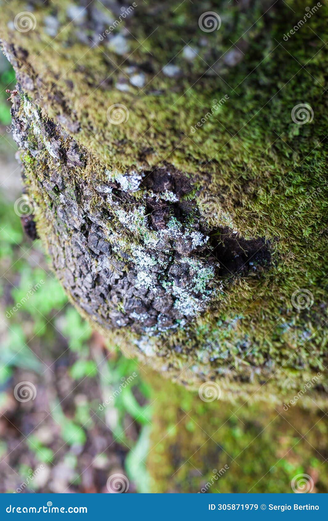 green lichen growing on overhanging rocks
