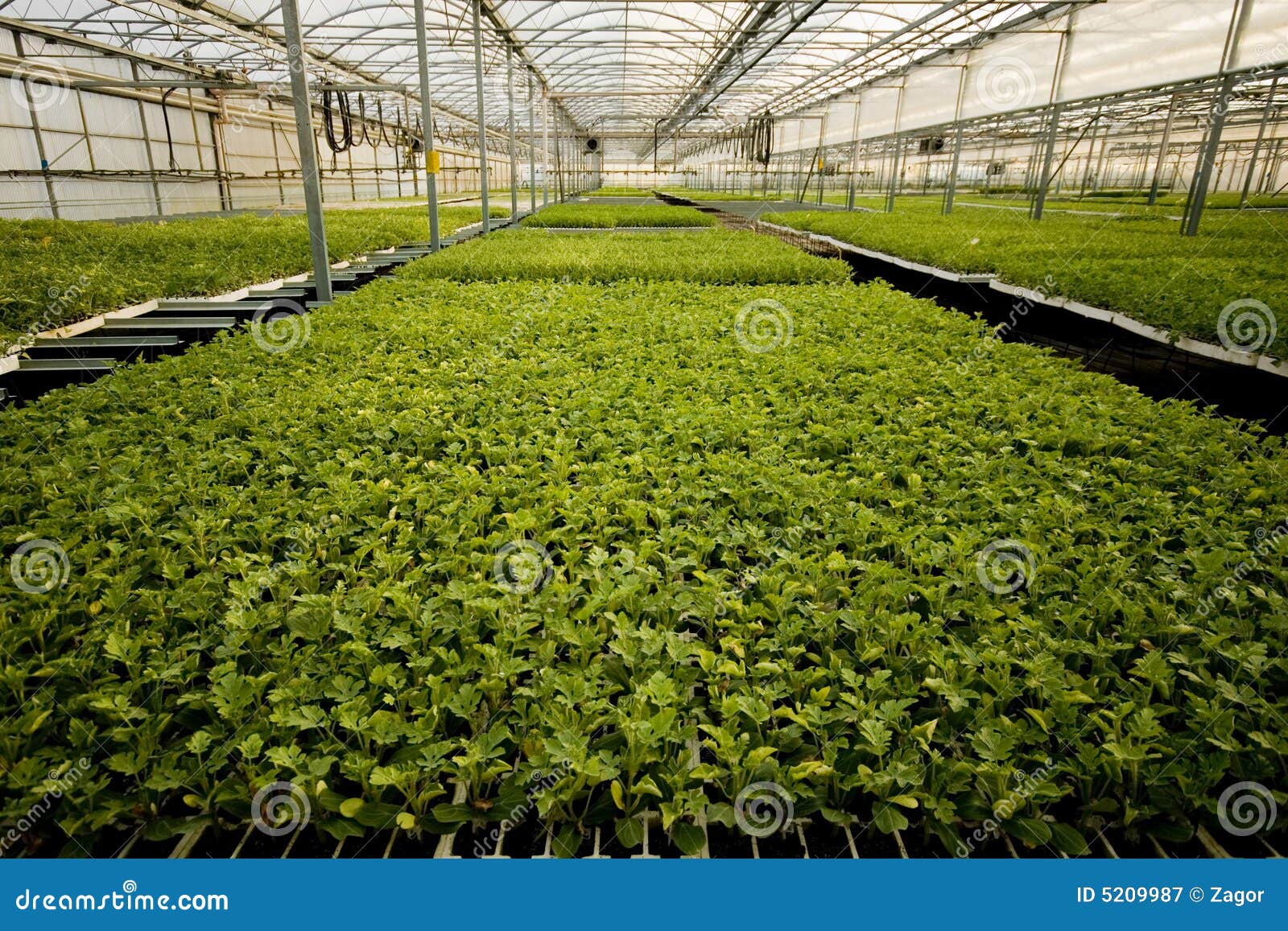 Green life stock image. Image of nursery, greenhouse, indoors 5209987