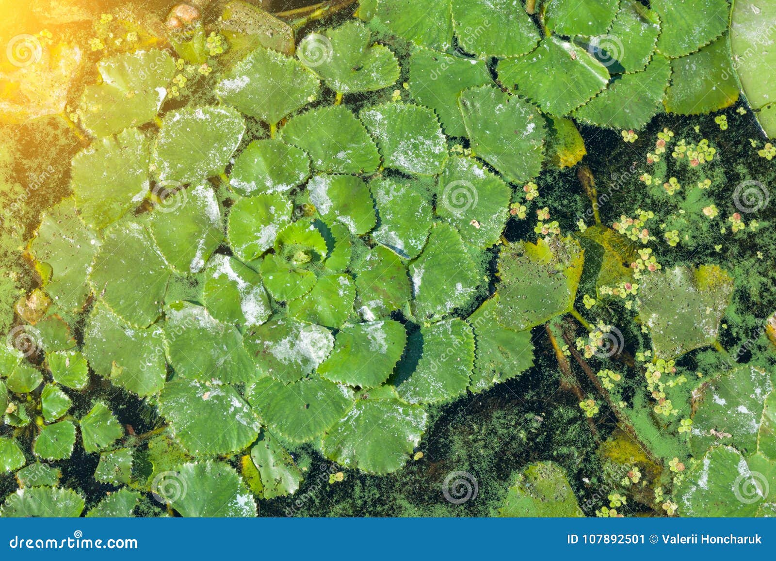 Green Lilly Pad`s Cover the Surface of a Pond Stock Image Image of