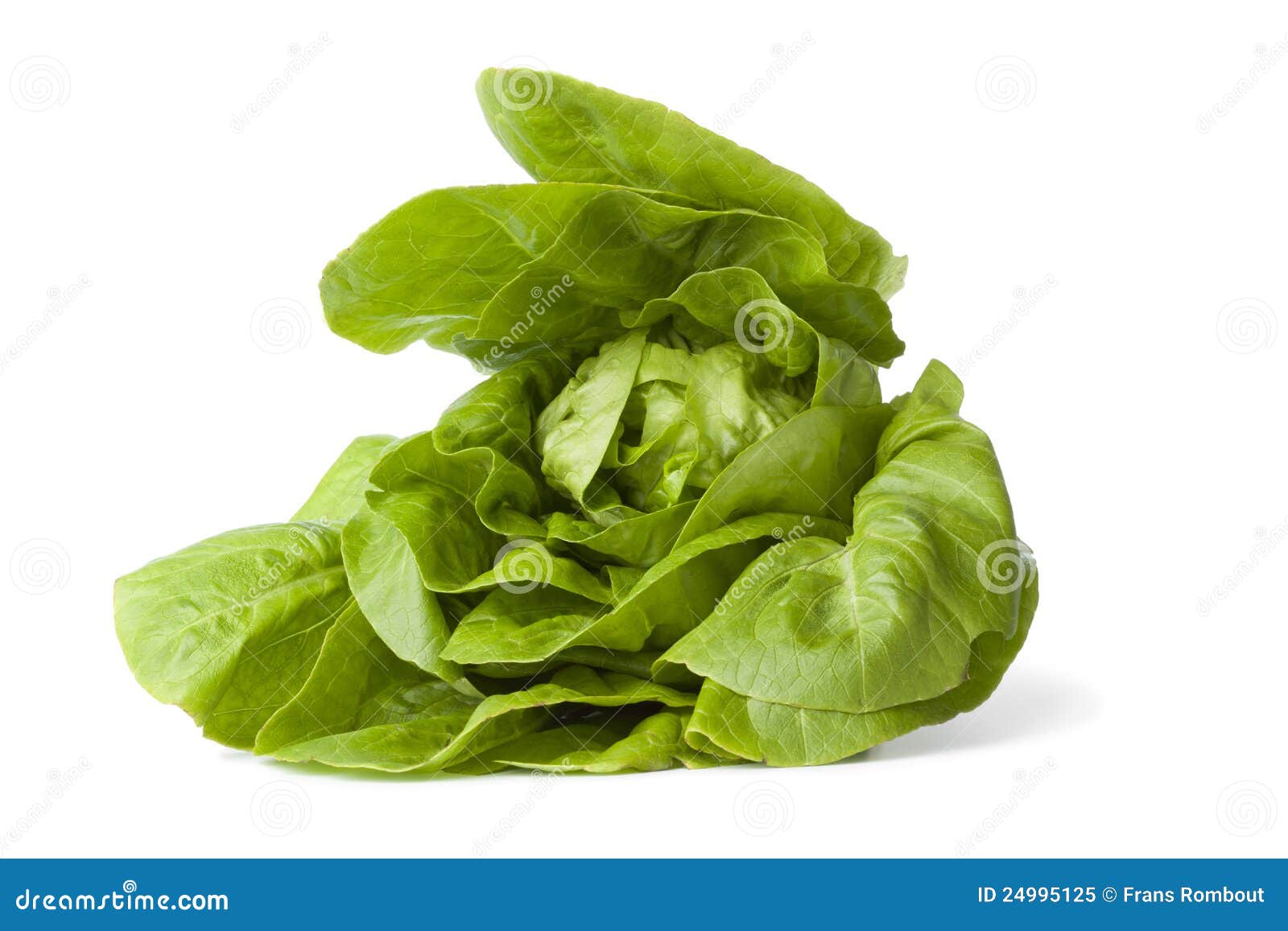 green little gem lettuce