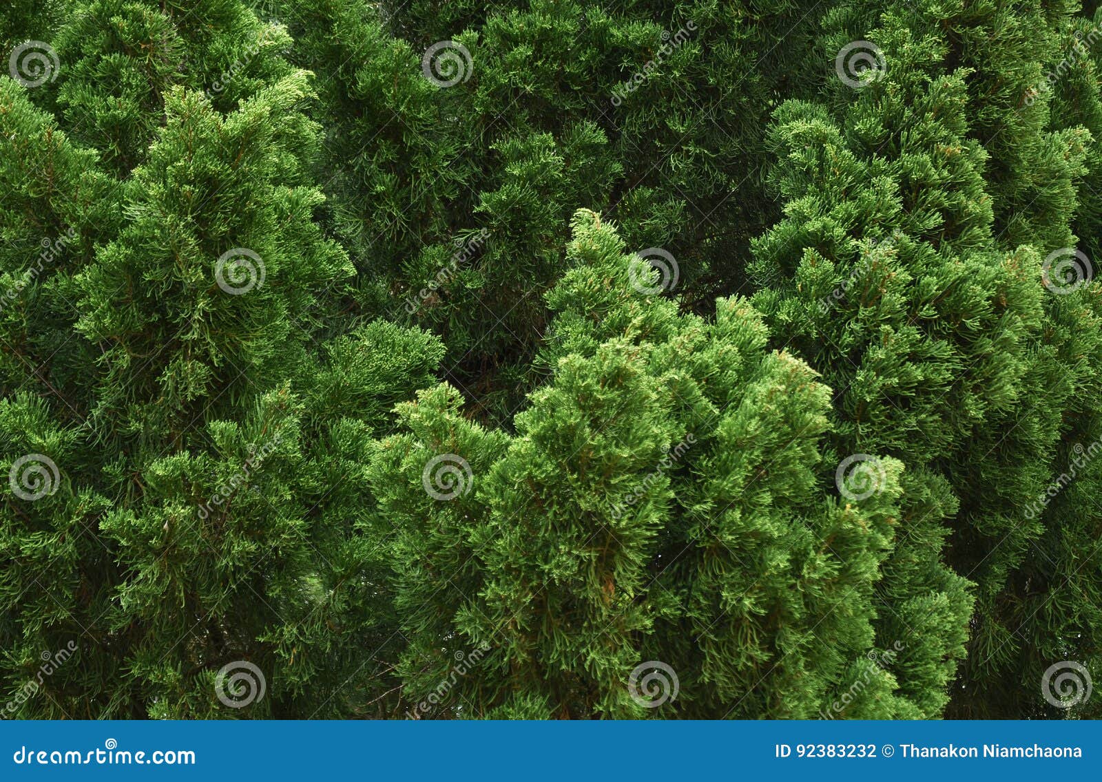 Green little pine tree stock photo. Image of park, little 92383232