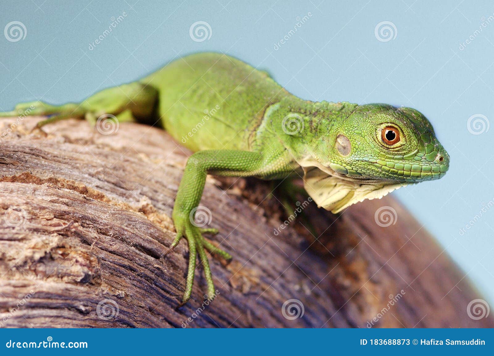 A Green Lizard Crawling on a Branch Stock Image Image of claw