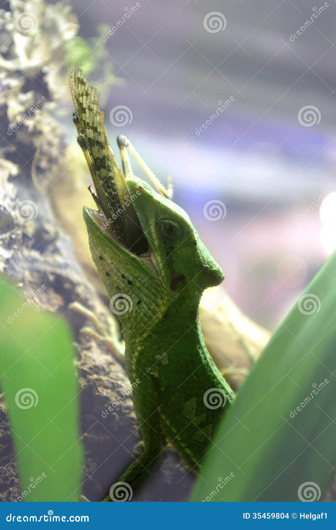 Green Lizard Eating a Stock Photo Image of beauty