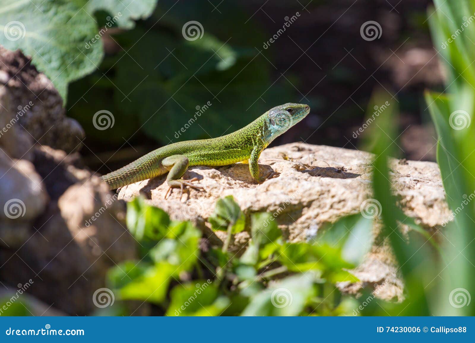 Green lizard in rock stock photo. Image of background 74230006