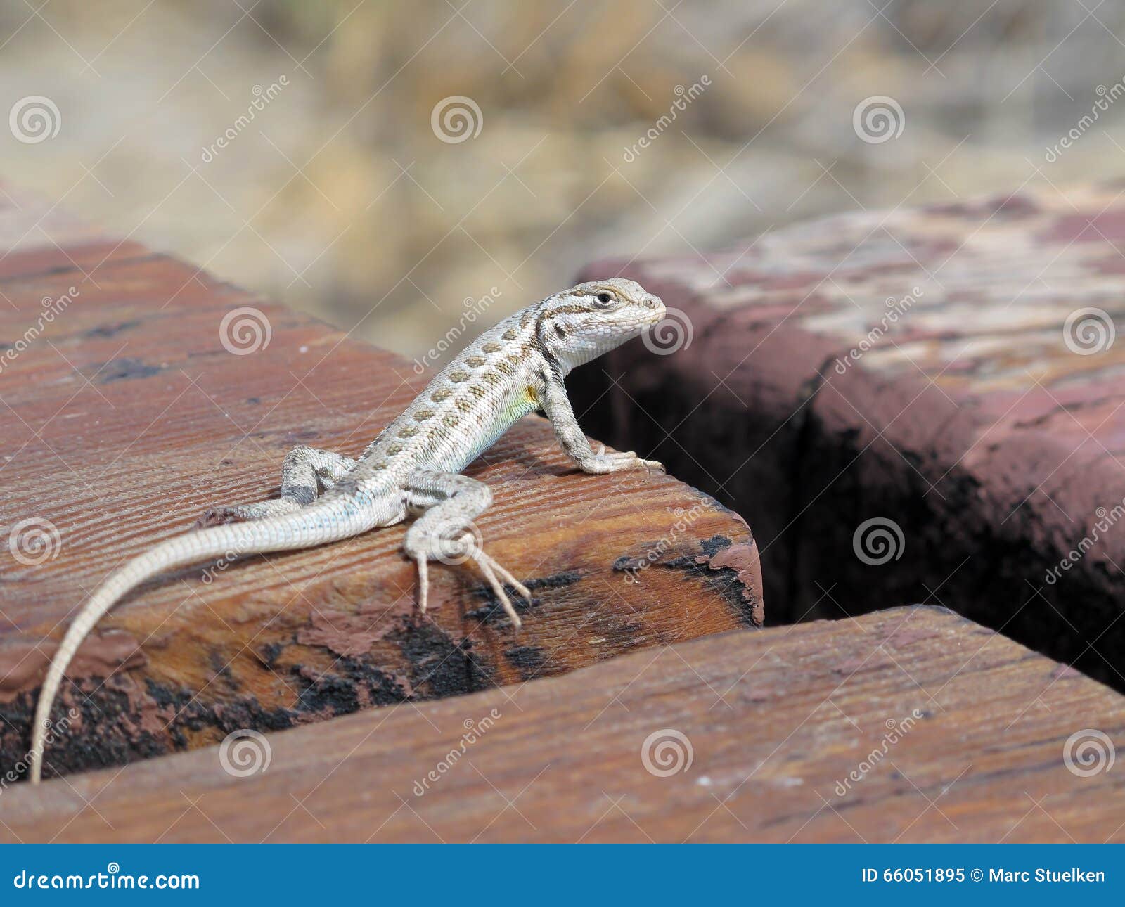 Green lizard stock image. Image of alert, green, wood 66051895