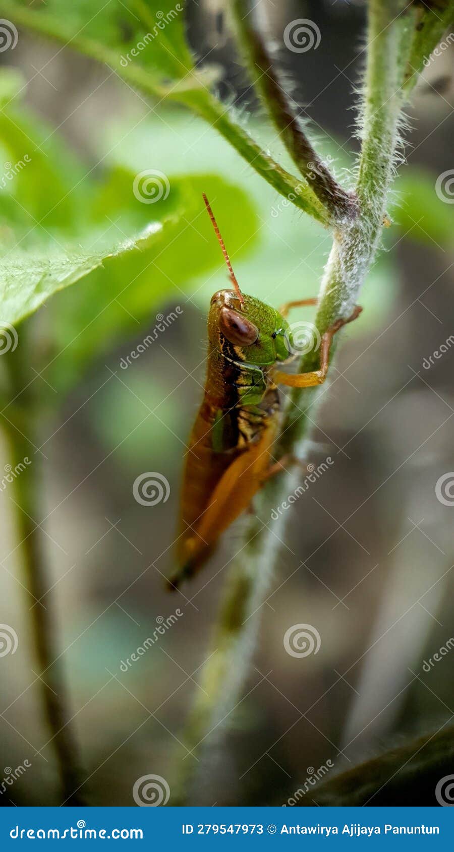 Green Locusts Posing among the Leave Stock Image Image of animal