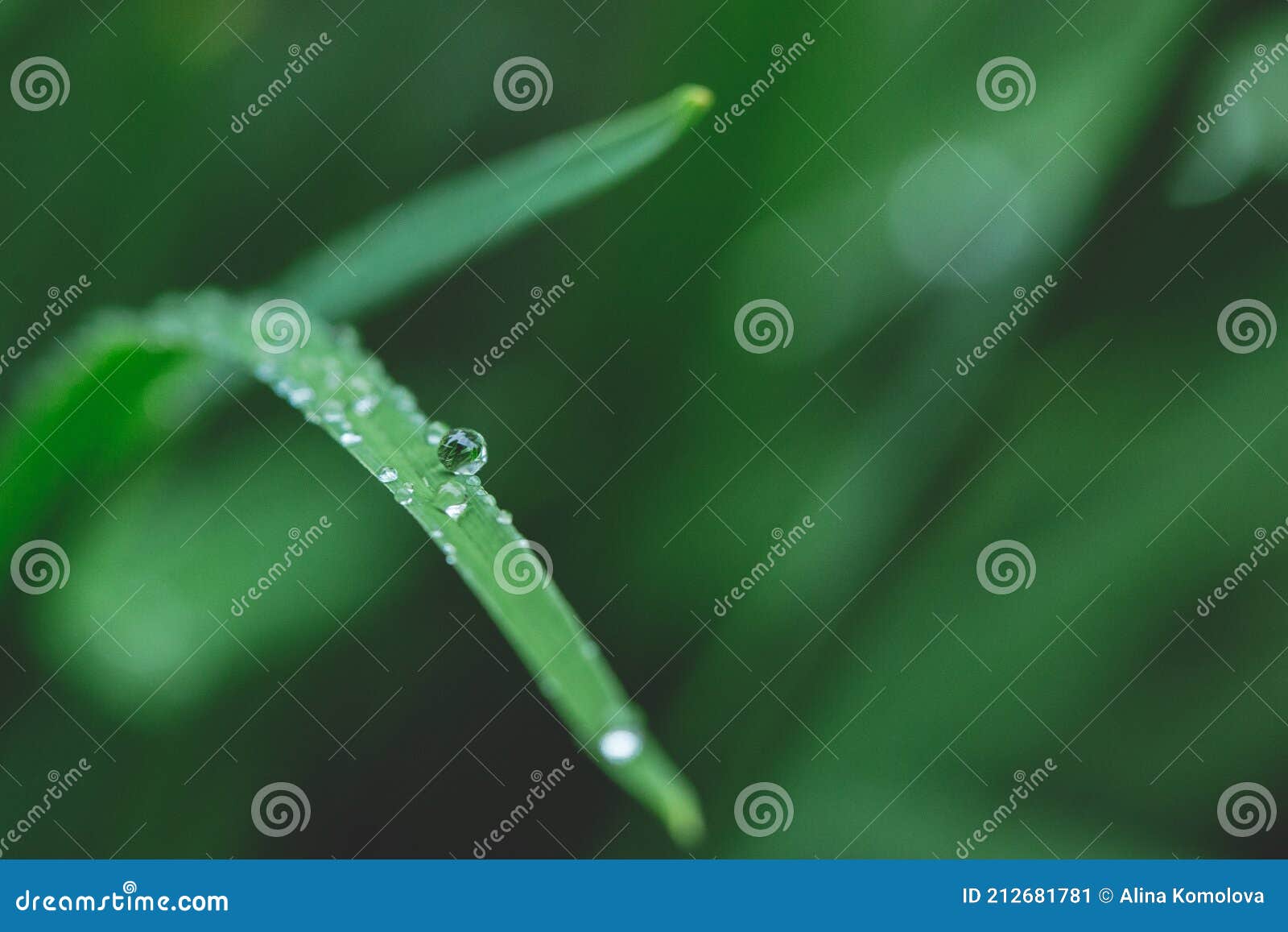 green long leaves with one big water drop and few small after summer rain. nature background and eco concepte. close up copy spase