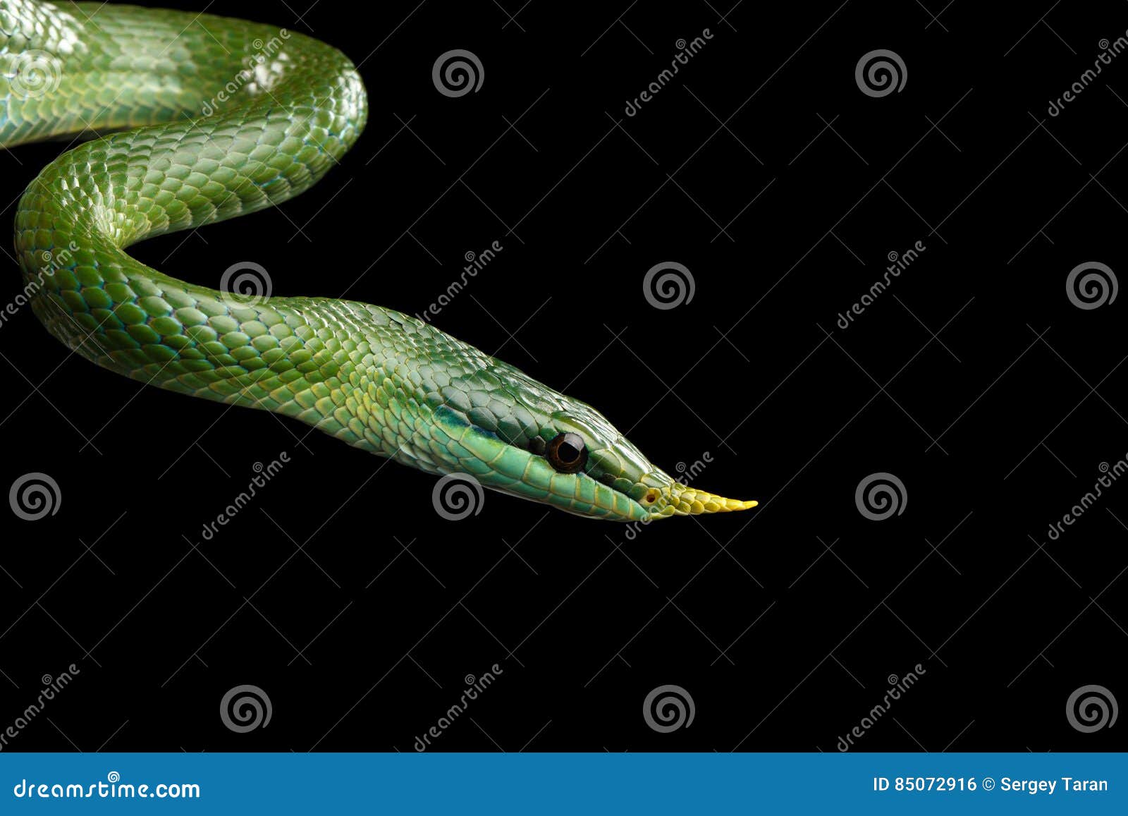 green long nosed snake, rhinoceros ratsnake